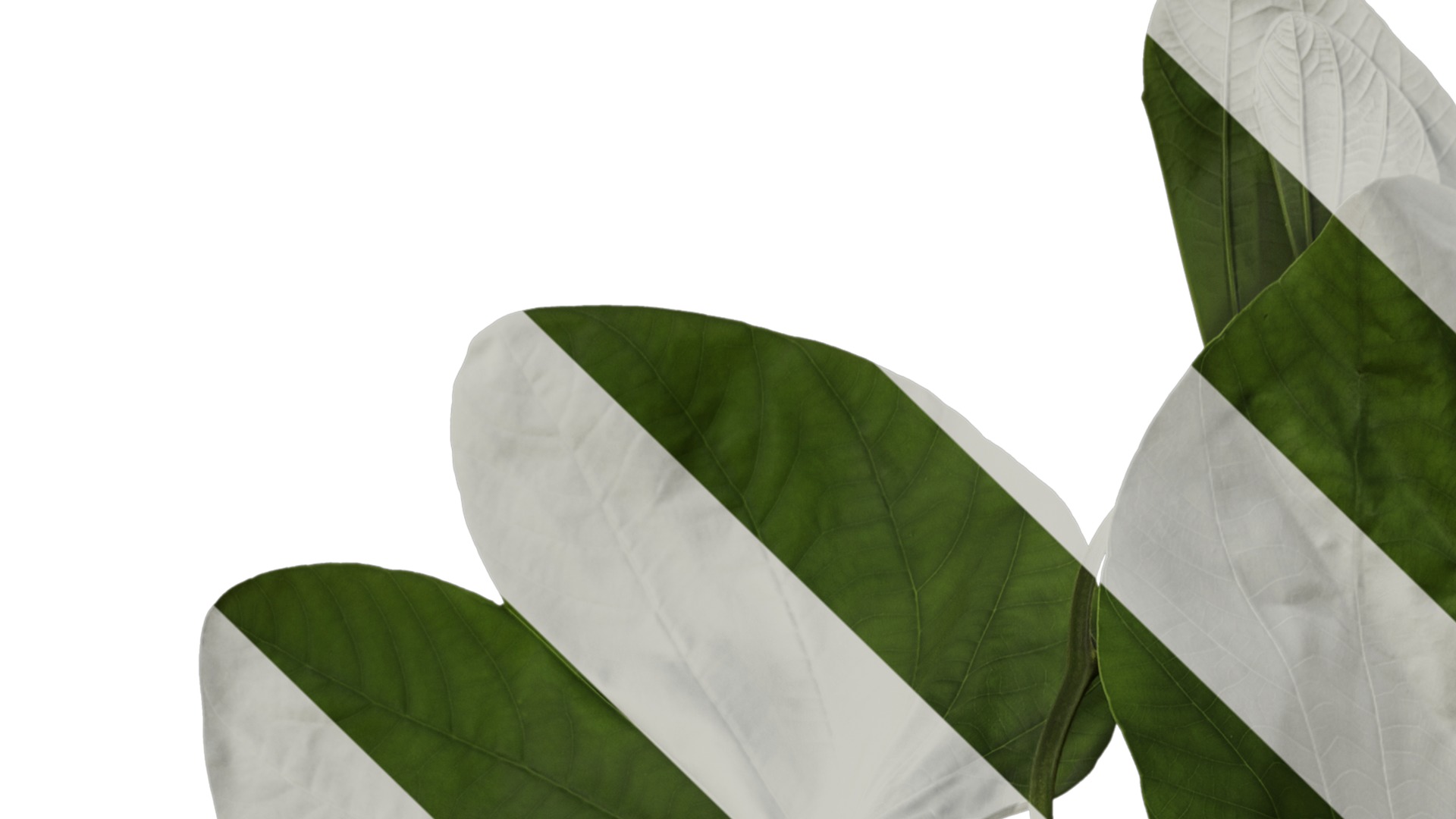 Bauhinia variegata Low-poly 3D model_13