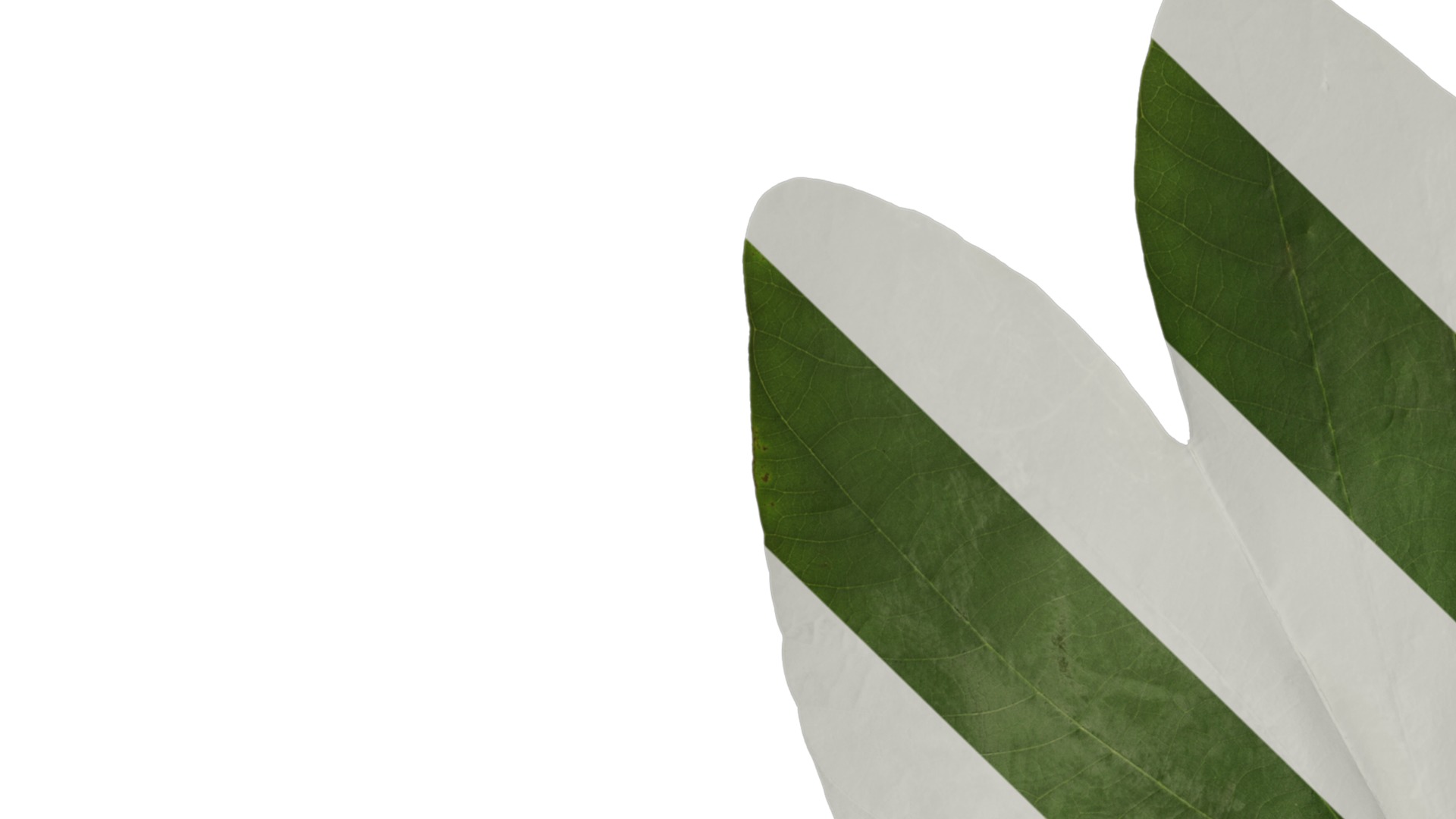 Bauhinia variegata Low-poly 3D model_89