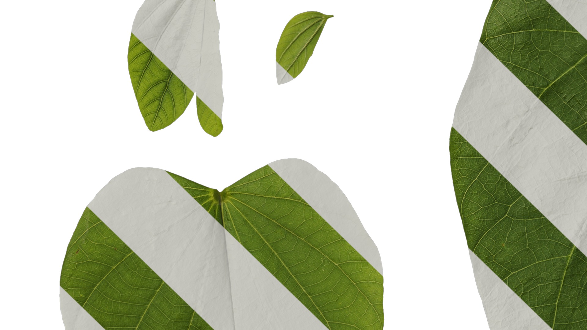 Bauhinia variegata Low-poly 3D model_73