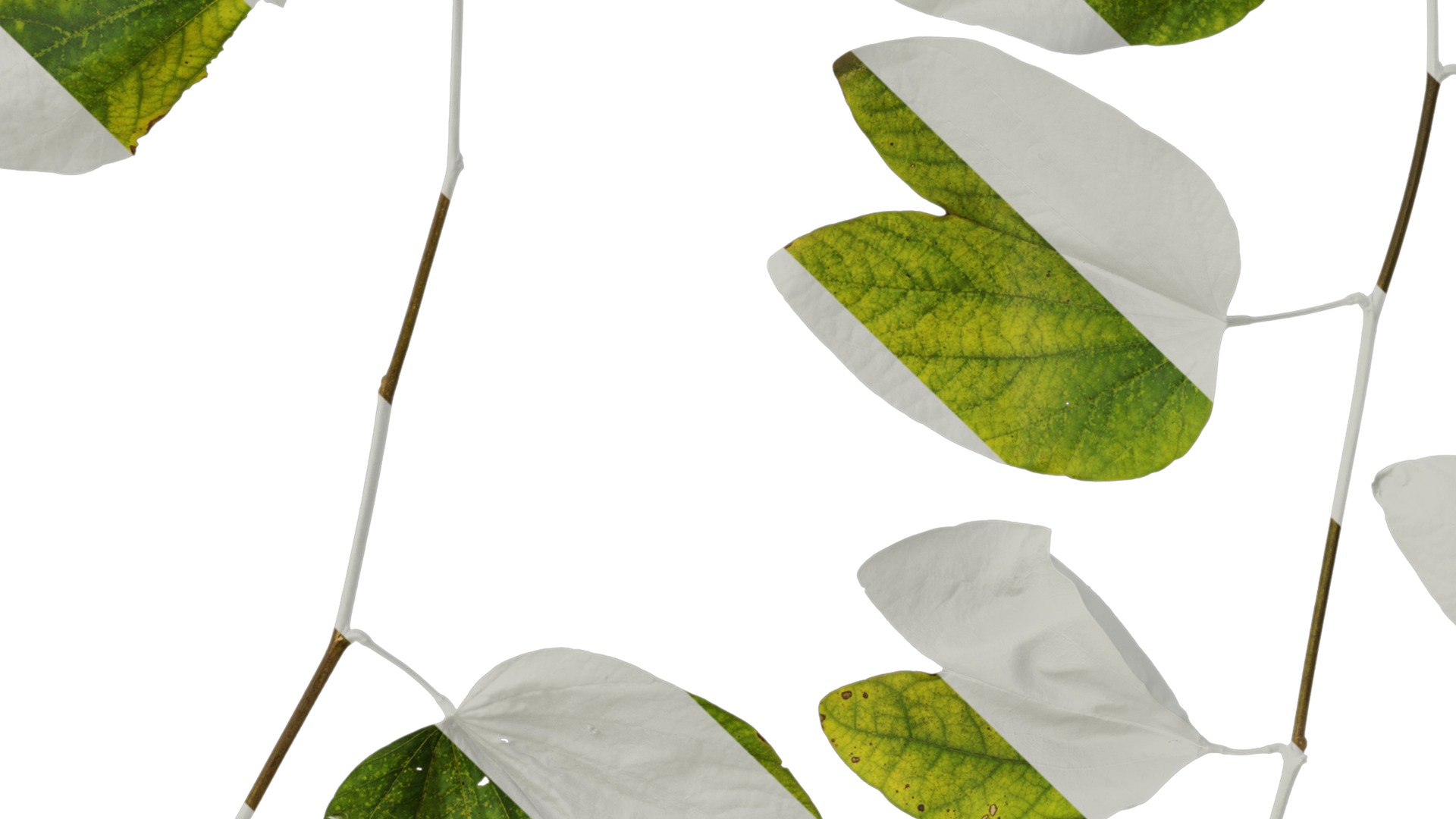 Bauhinia variegata Low-poly 3D model_35