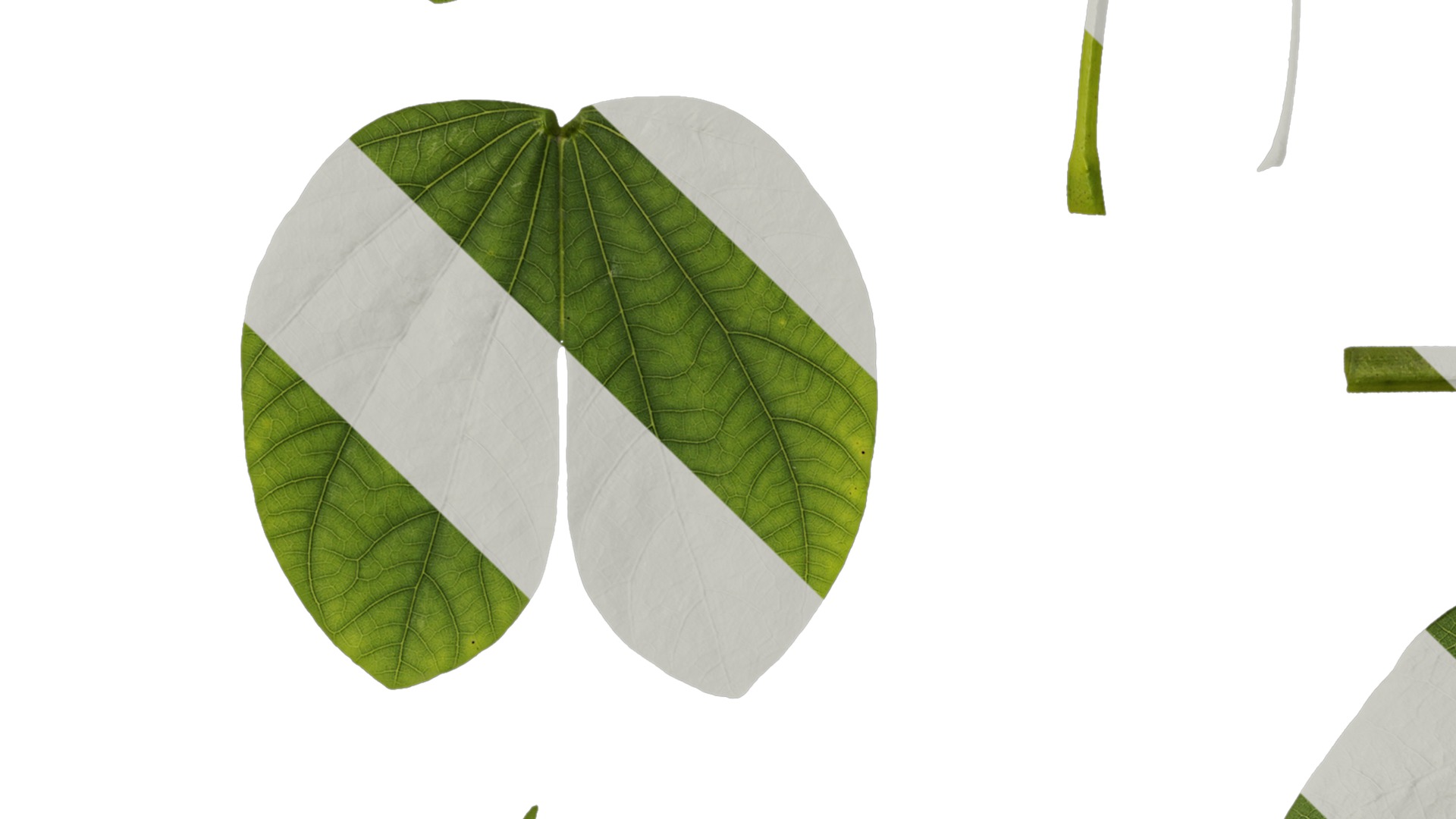 Bauhinia variegata Low-poly 3D model_71