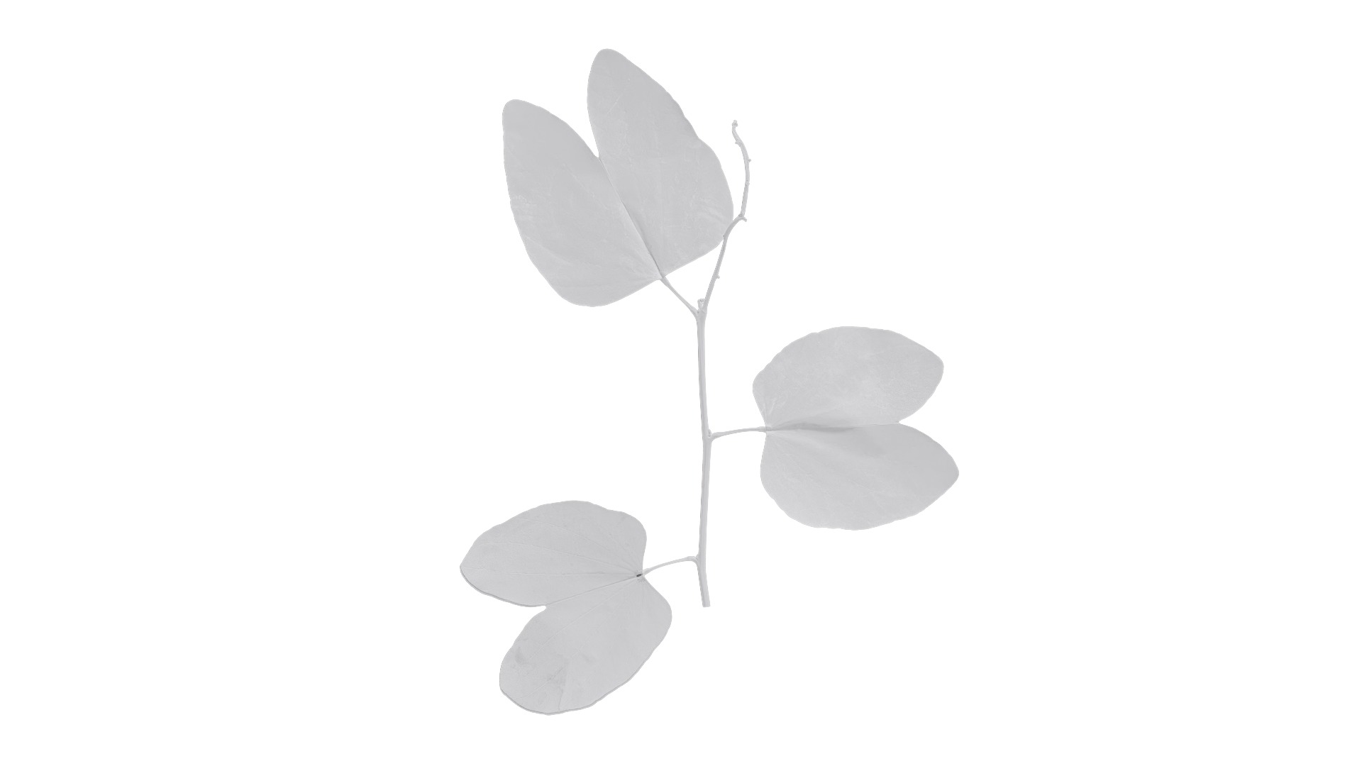 Bauhinia variegata Low-poly 3D model_87