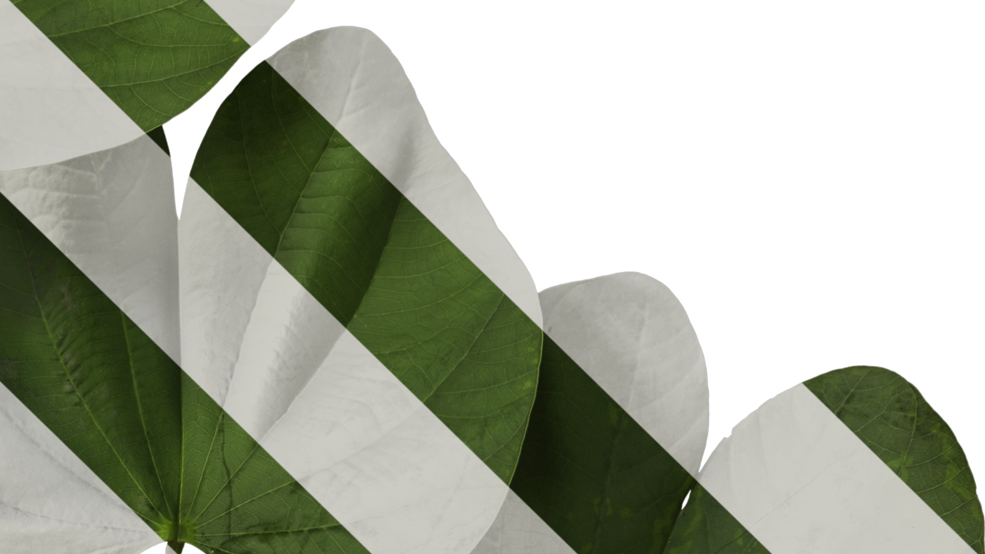 Bauhinia variegata Low-poly 3D model_25