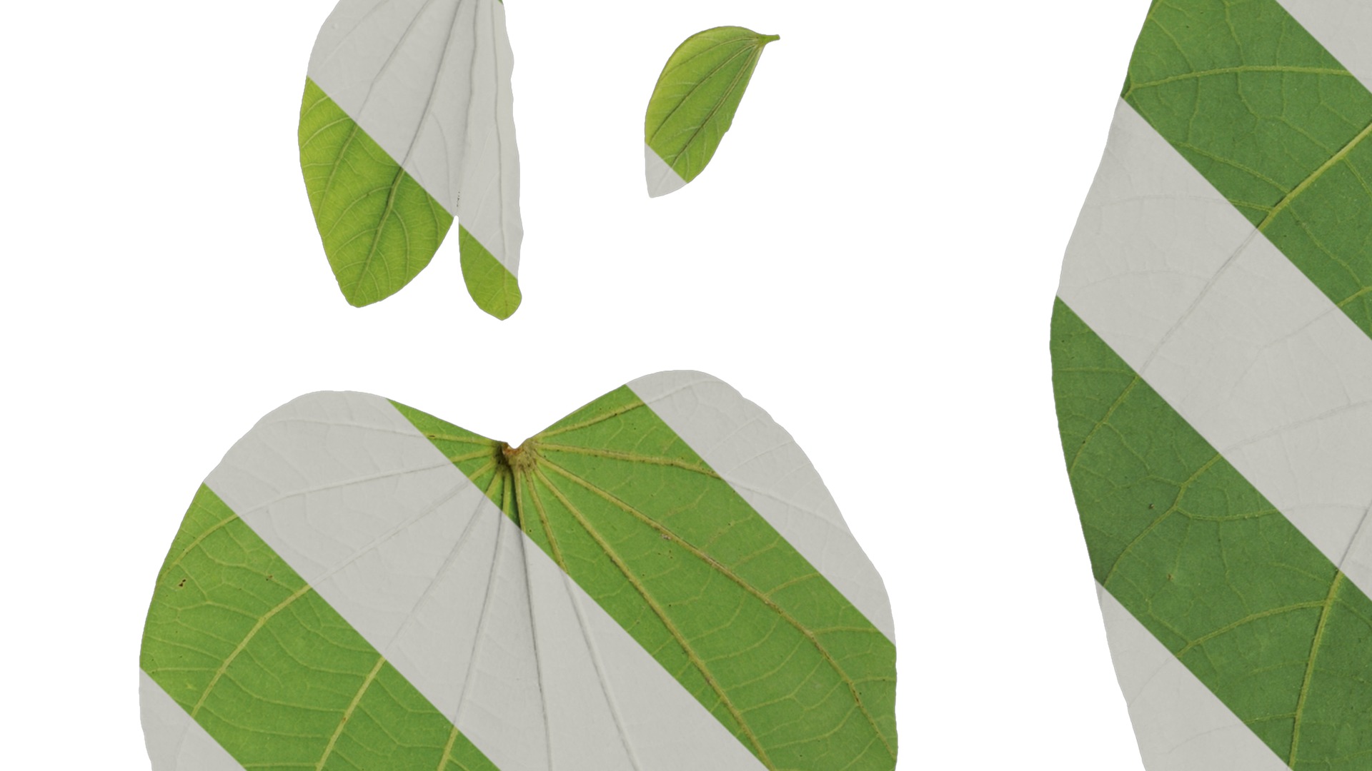 Bauhinia variegata Low-poly 3D model_64