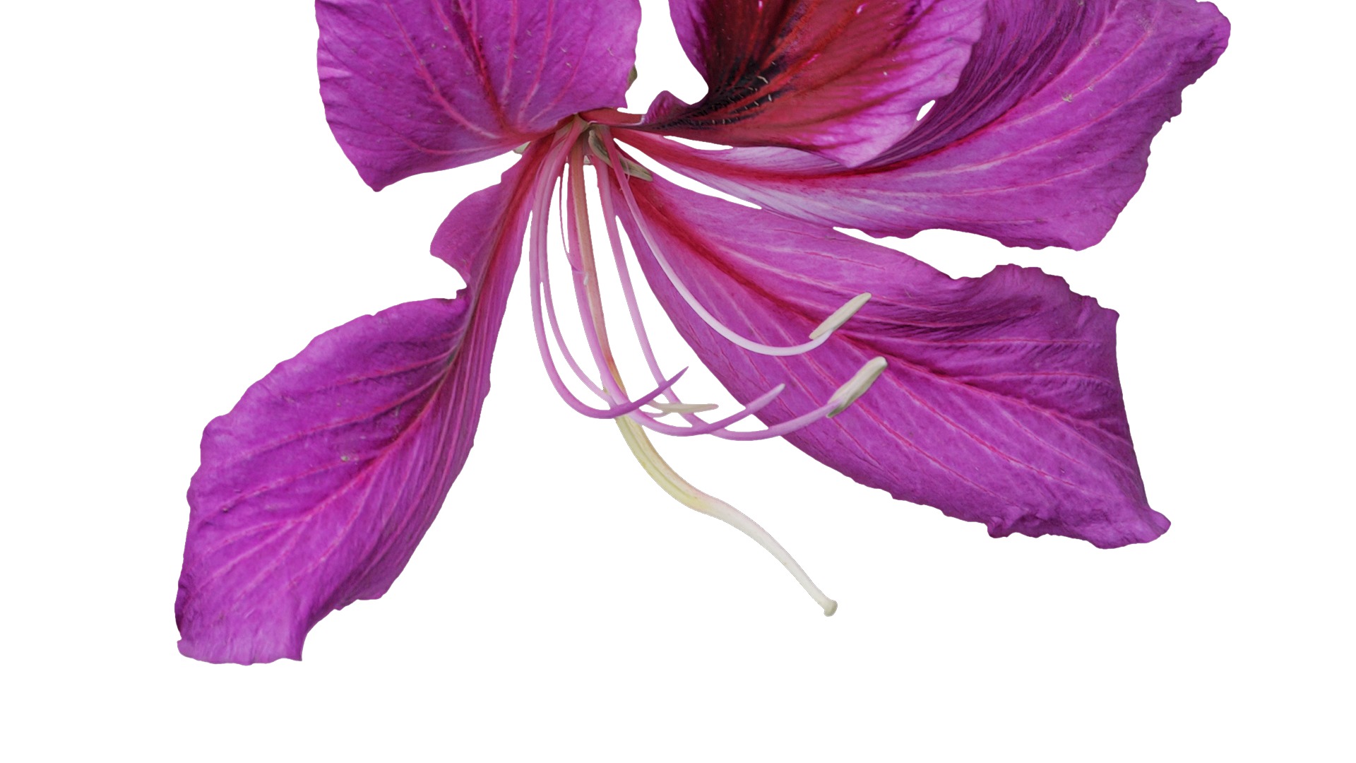 Bauhinia variegata Low-poly 3D model_48