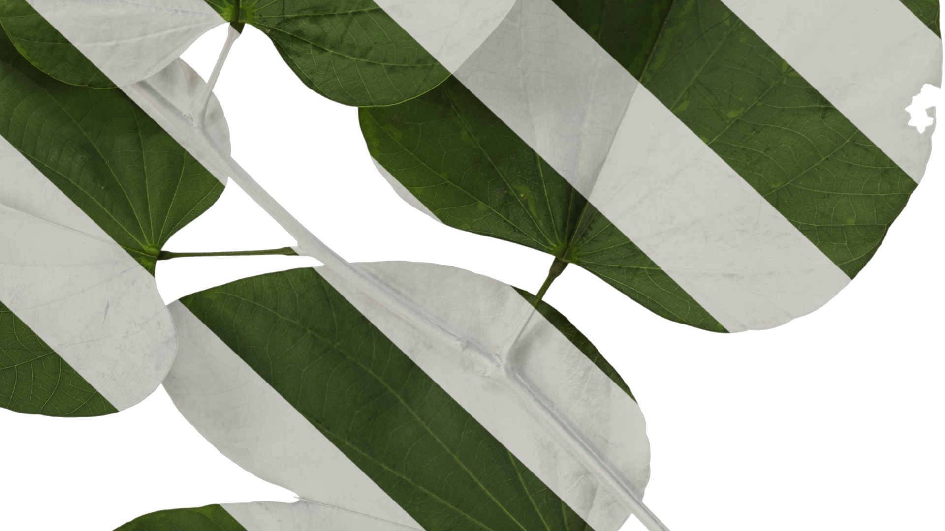 Bauhinia variegata Low-poly 3D model_27