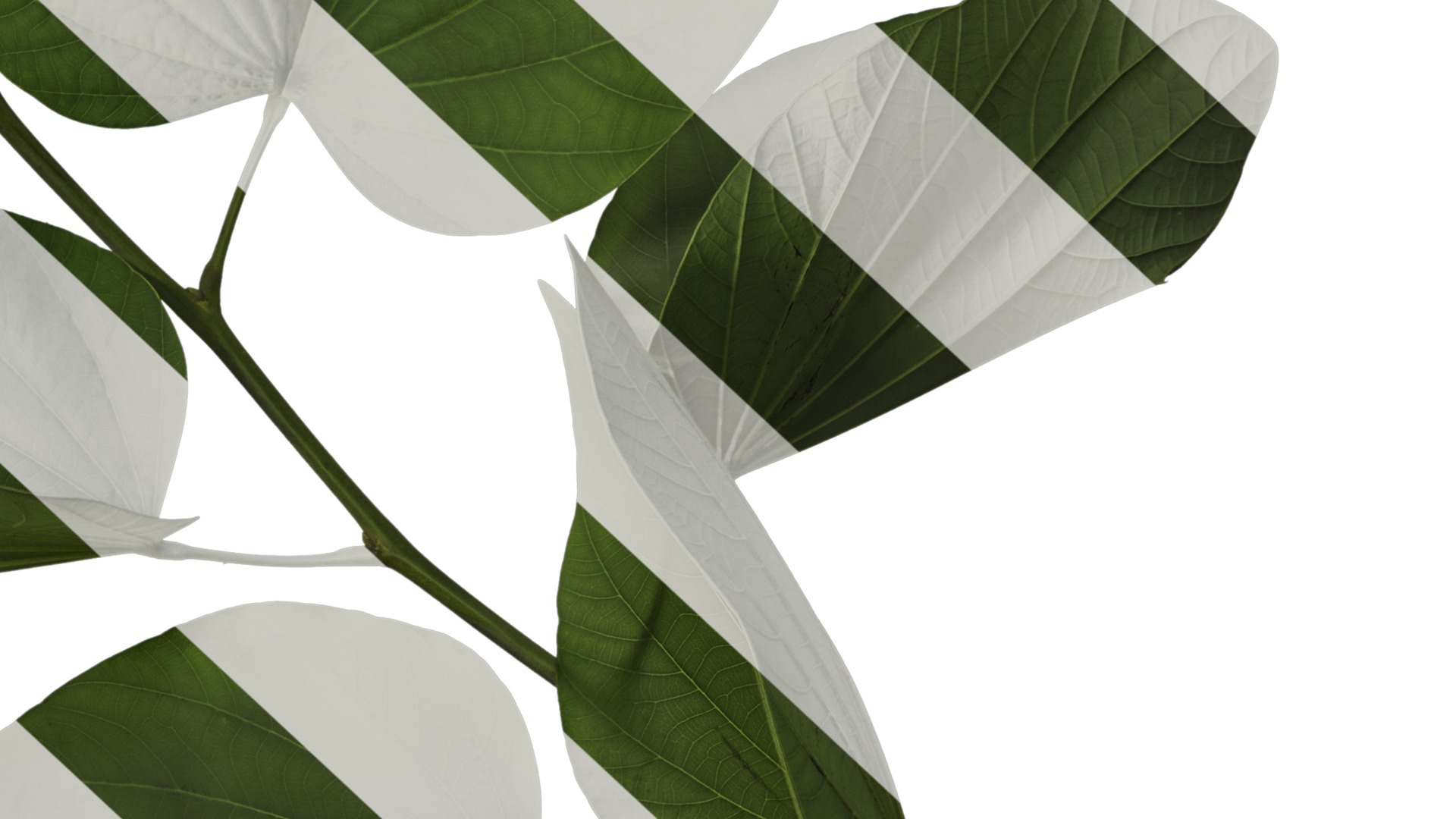 Bauhinia variegata Low-poly 3D model_18