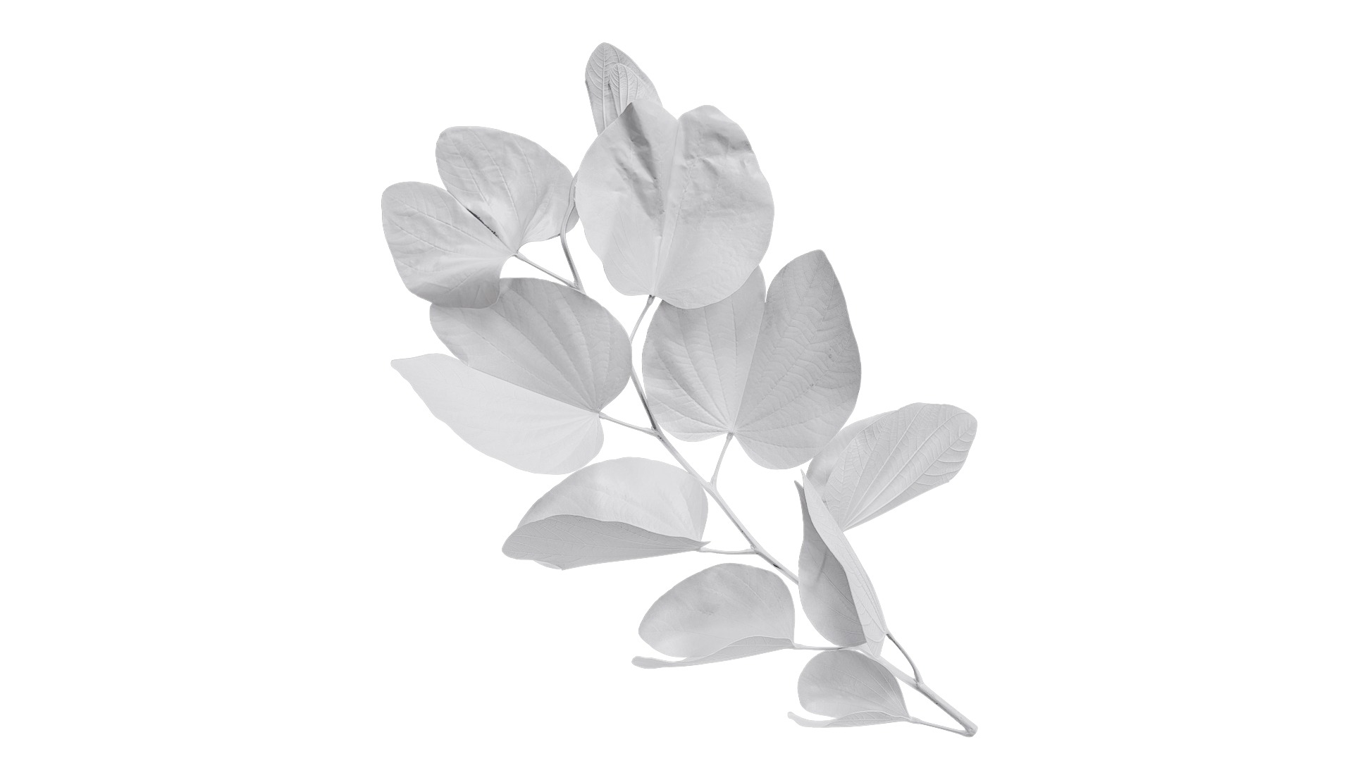 Bauhinia variegata Low-poly 3D model_11