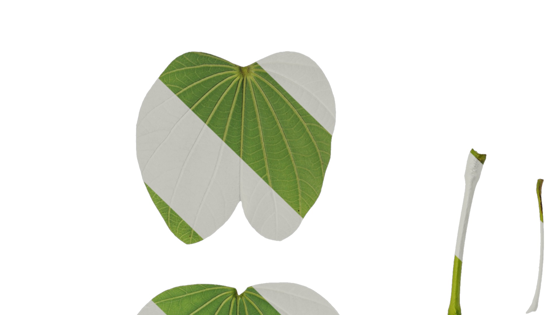 Bauhinia variegata Low-poly 3D model_60