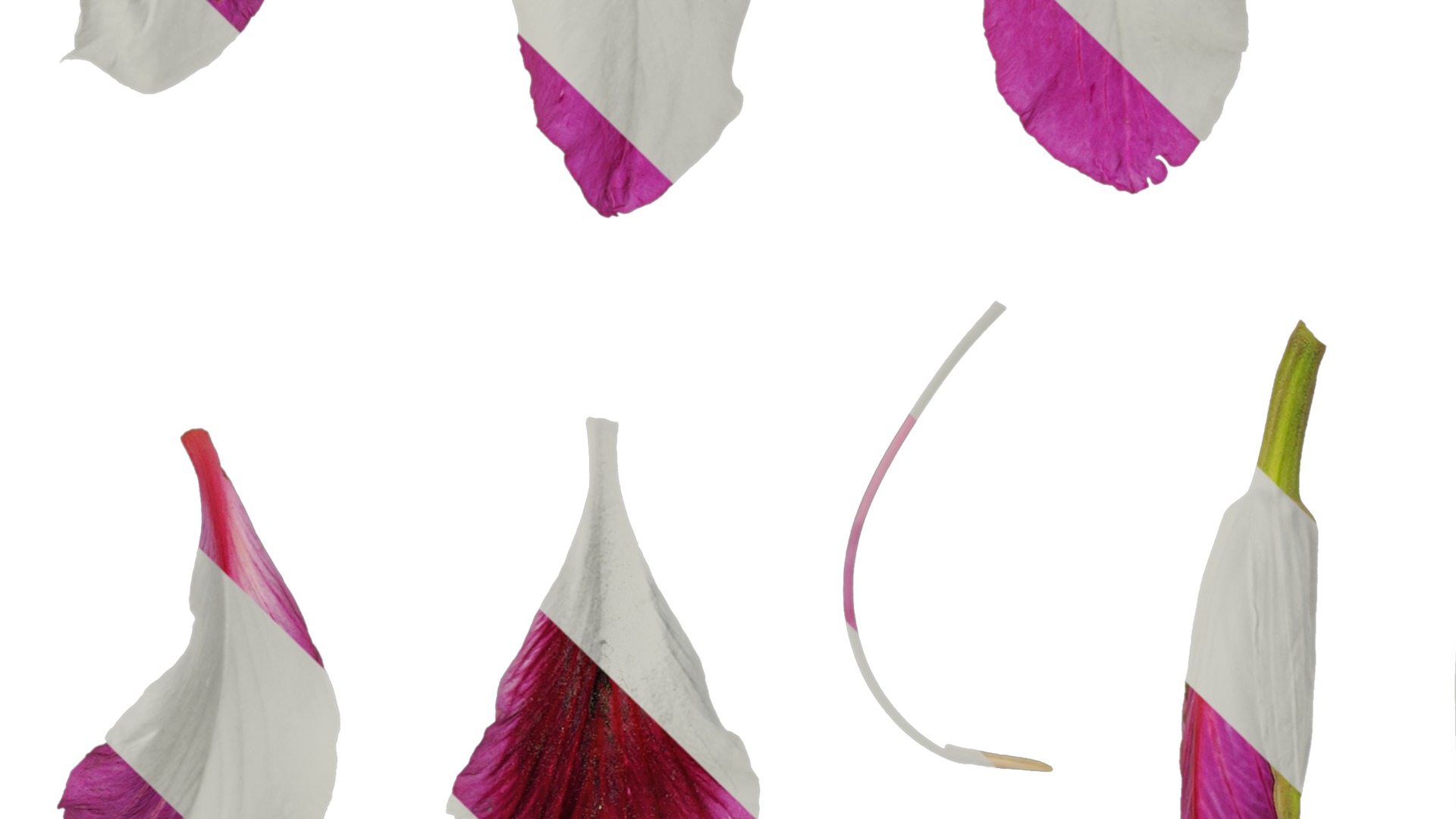 Bauhinia variegata Low-poly 3D model_53