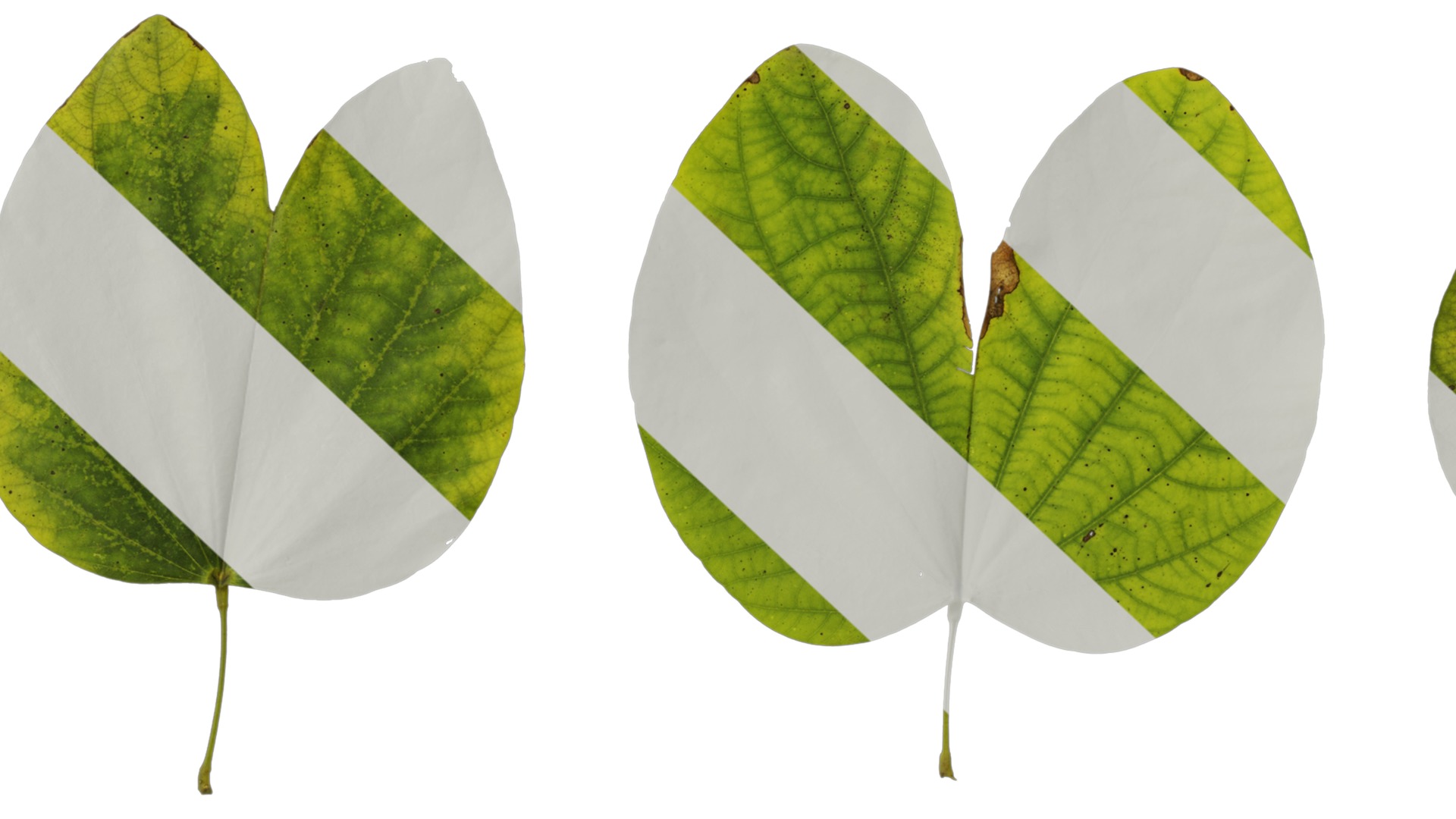 Bauhinia variegata Low-poly 3D model_104