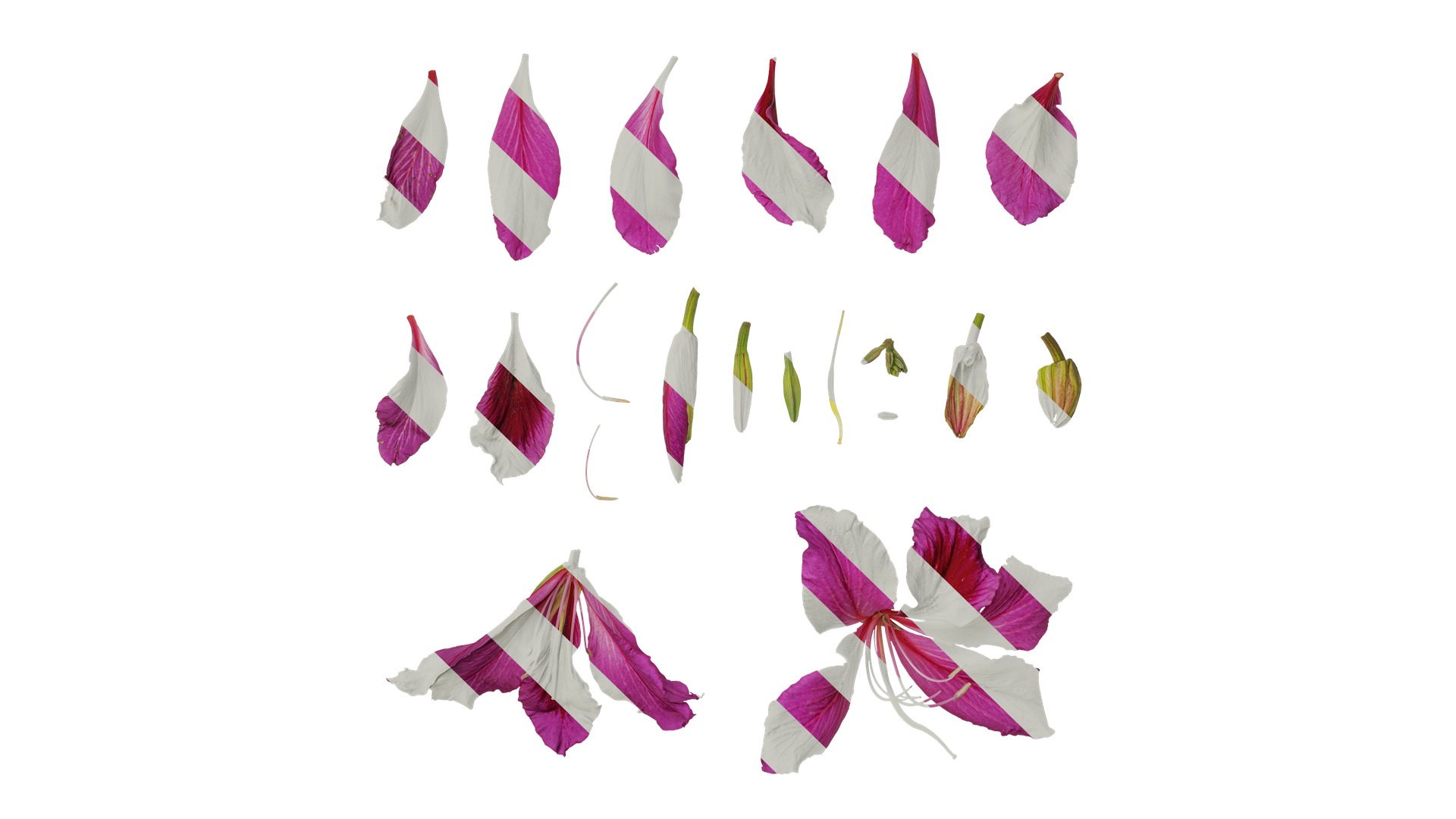 Bauhinia variegata Low-poly 3D model_50