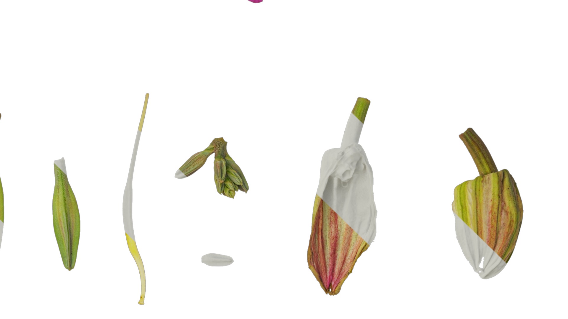 Bauhinia variegata Low-poly 3D model_54