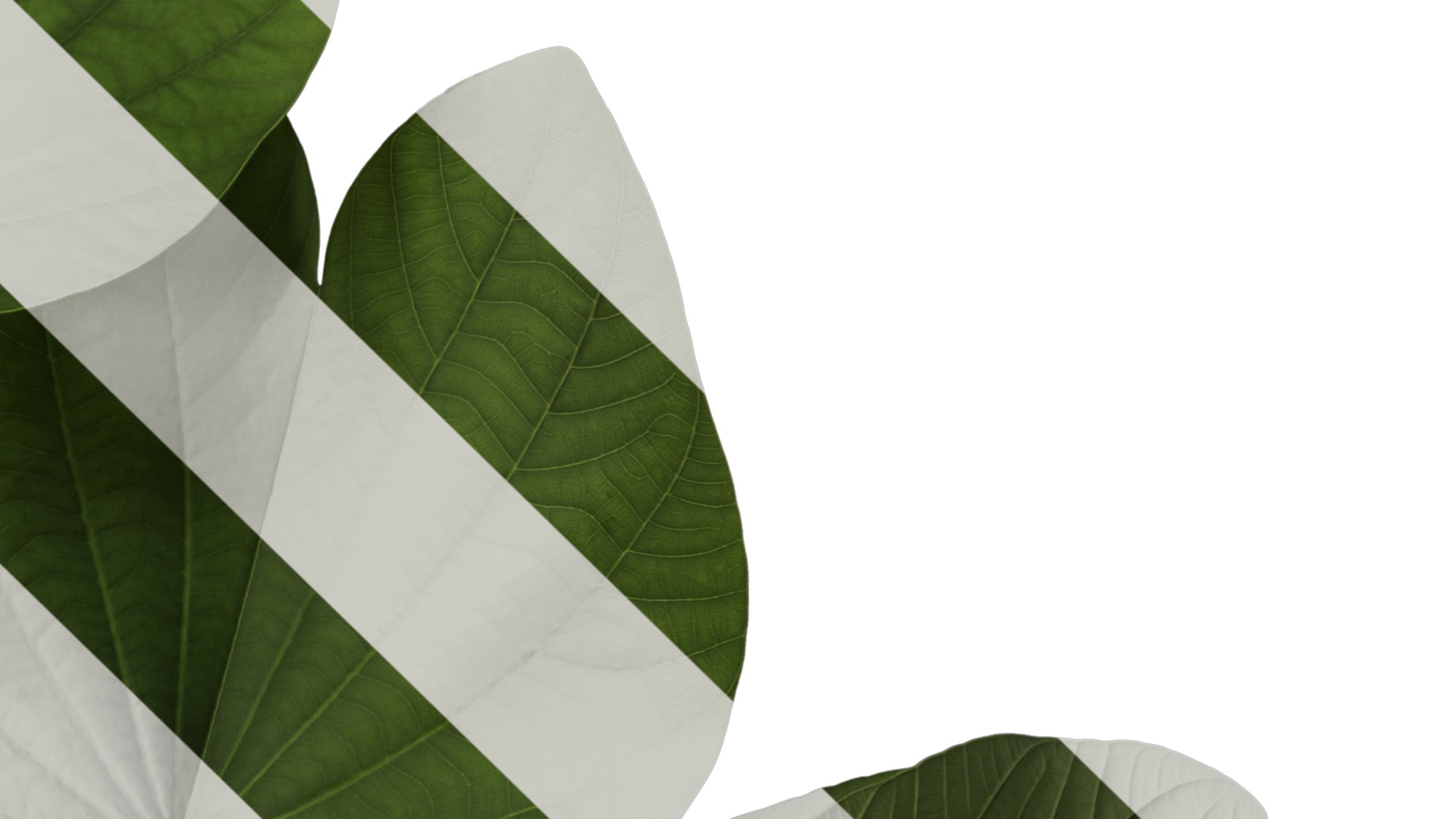 Bauhinia variegata Low-poly 3D model_16