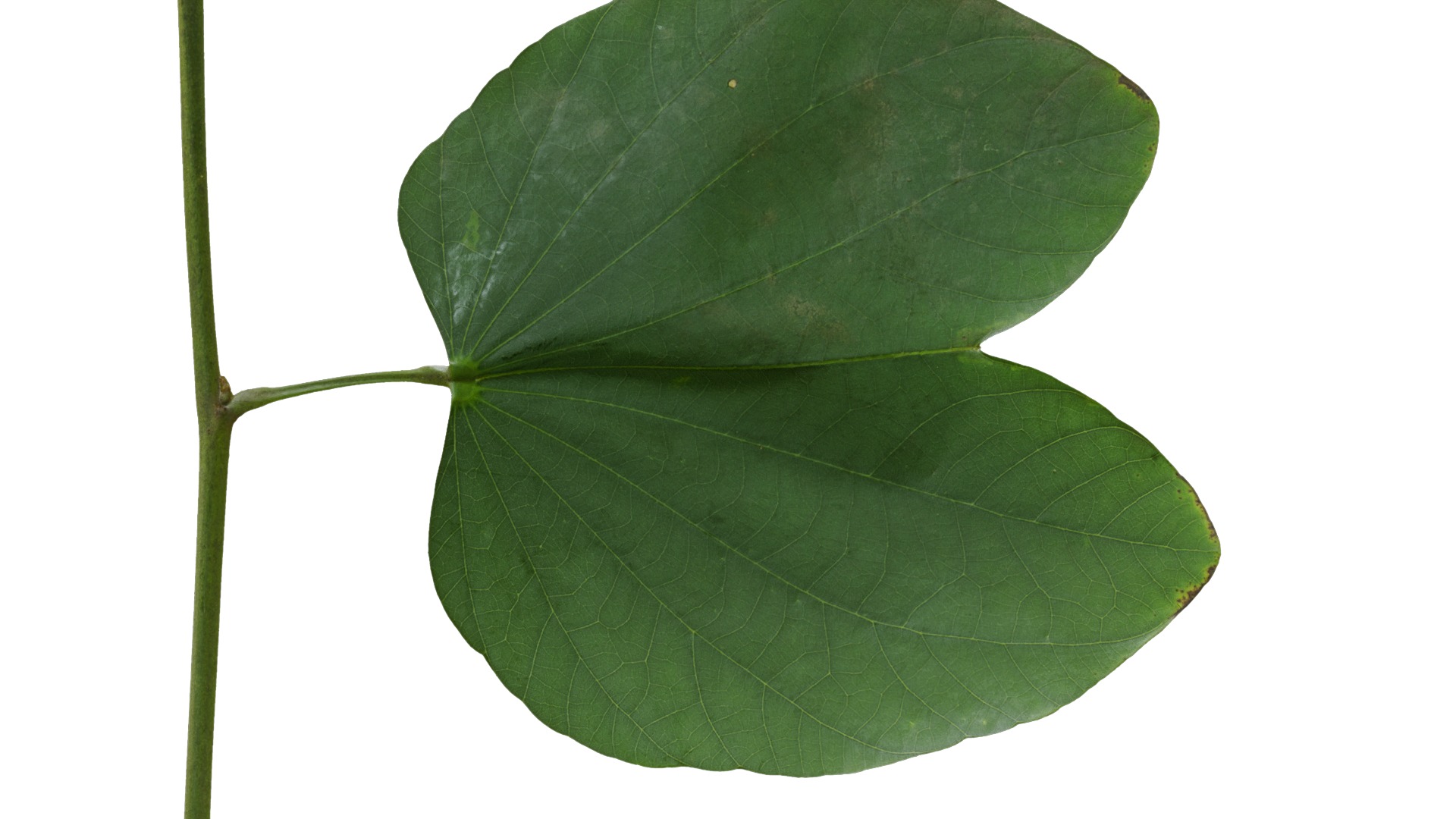 Bauhinia variegata Low-poly 3D model_86