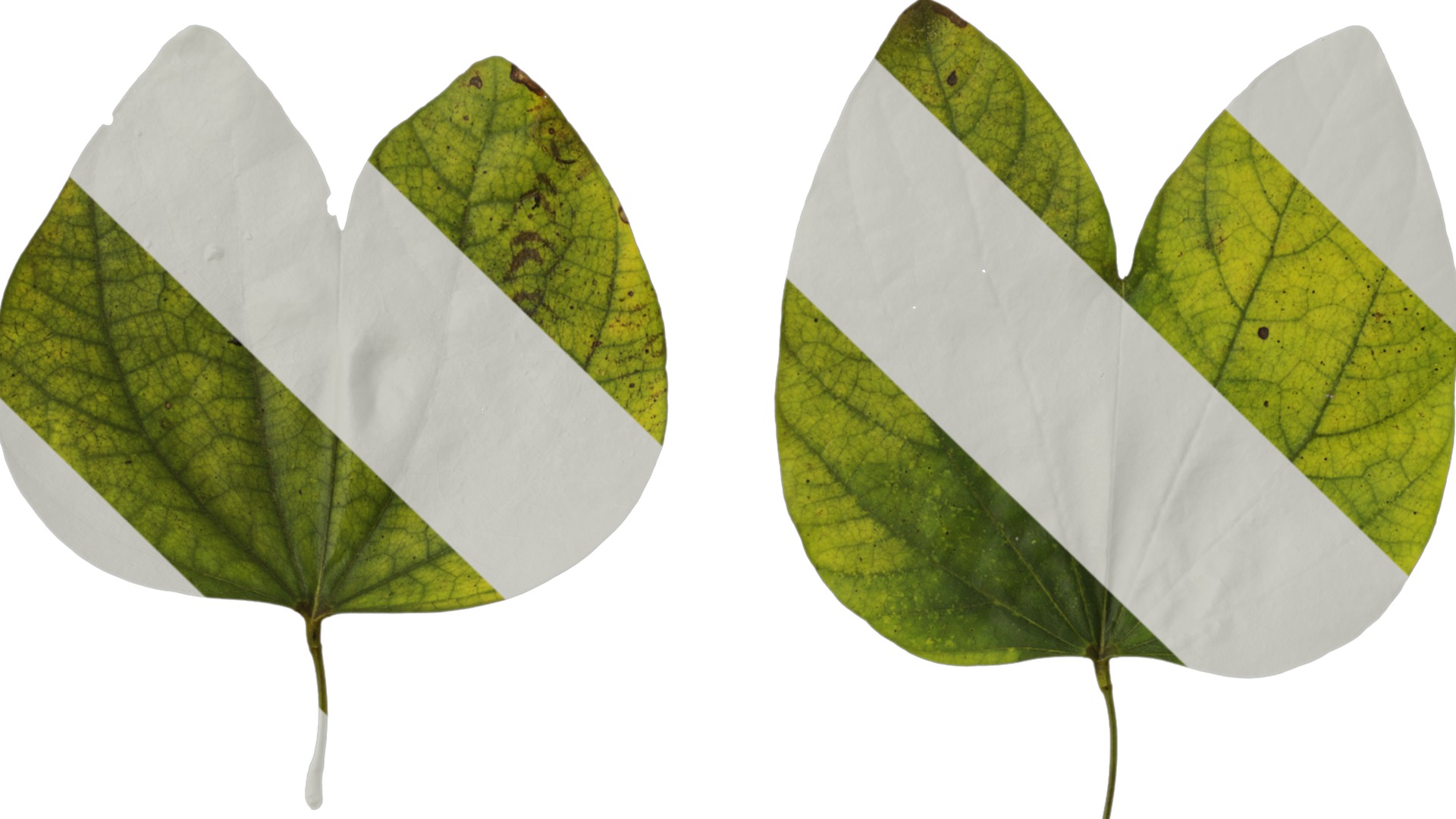 Bauhinia variegata Low-poly 3D model_98