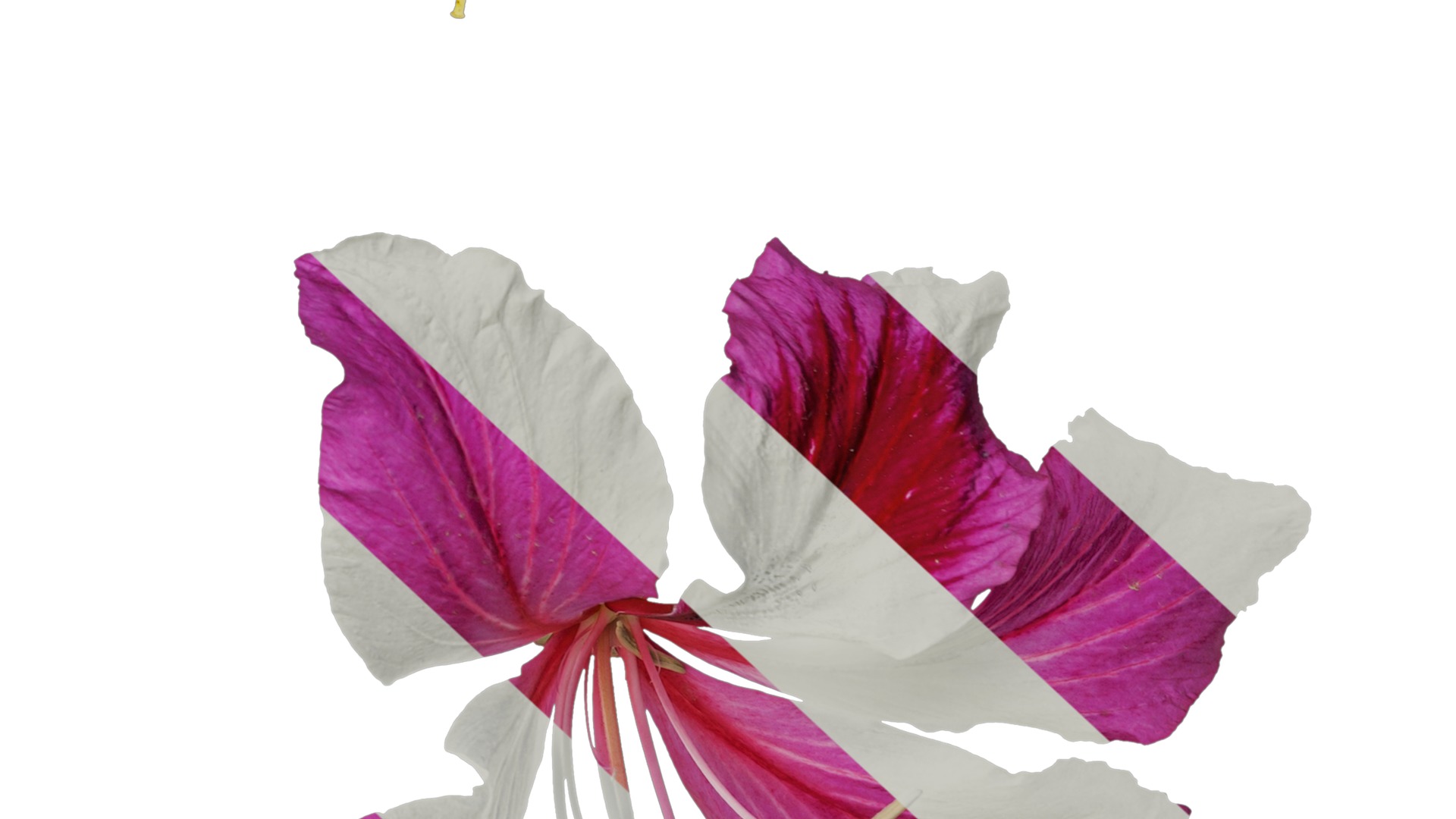 Bauhinia variegata Low-poly 3D model_56