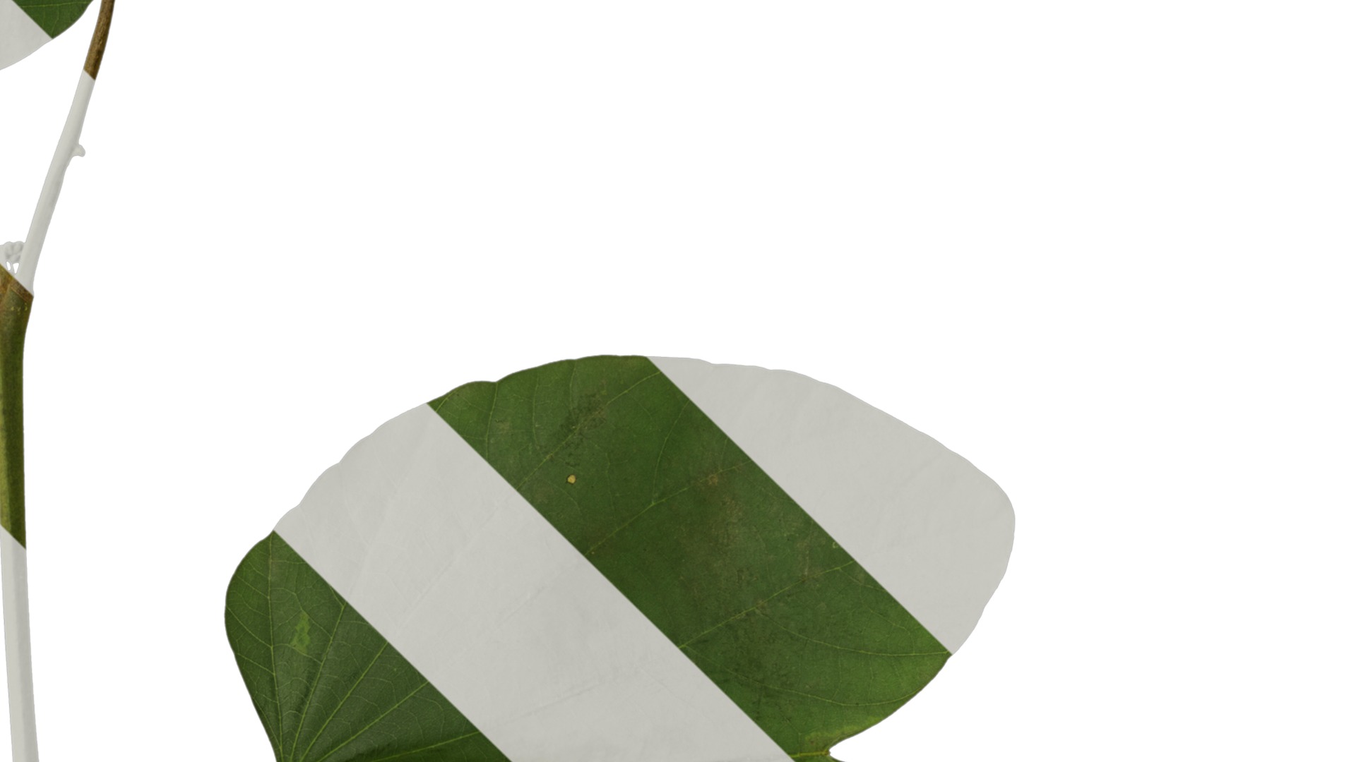 Bauhinia variegata Low-poly 3D model_92