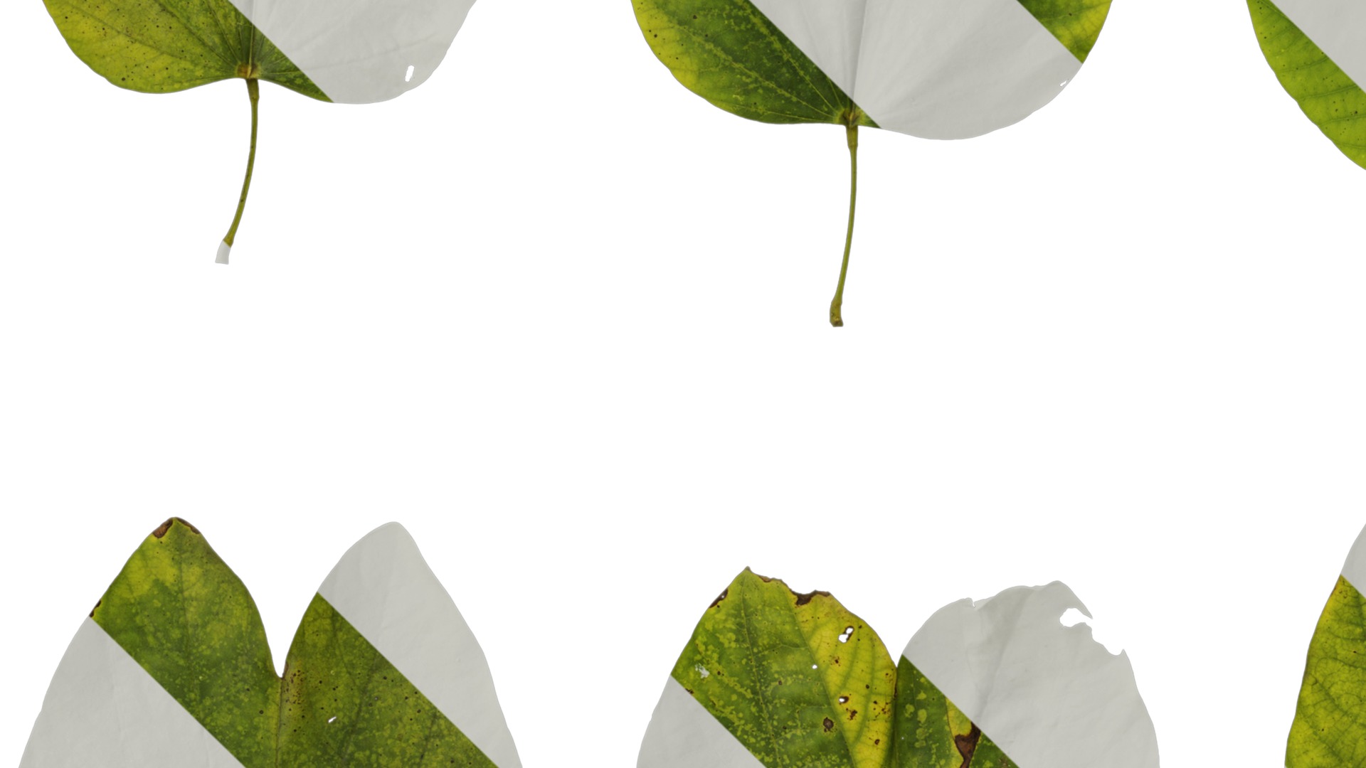 Bauhinia variegata Low-poly 3D model_102