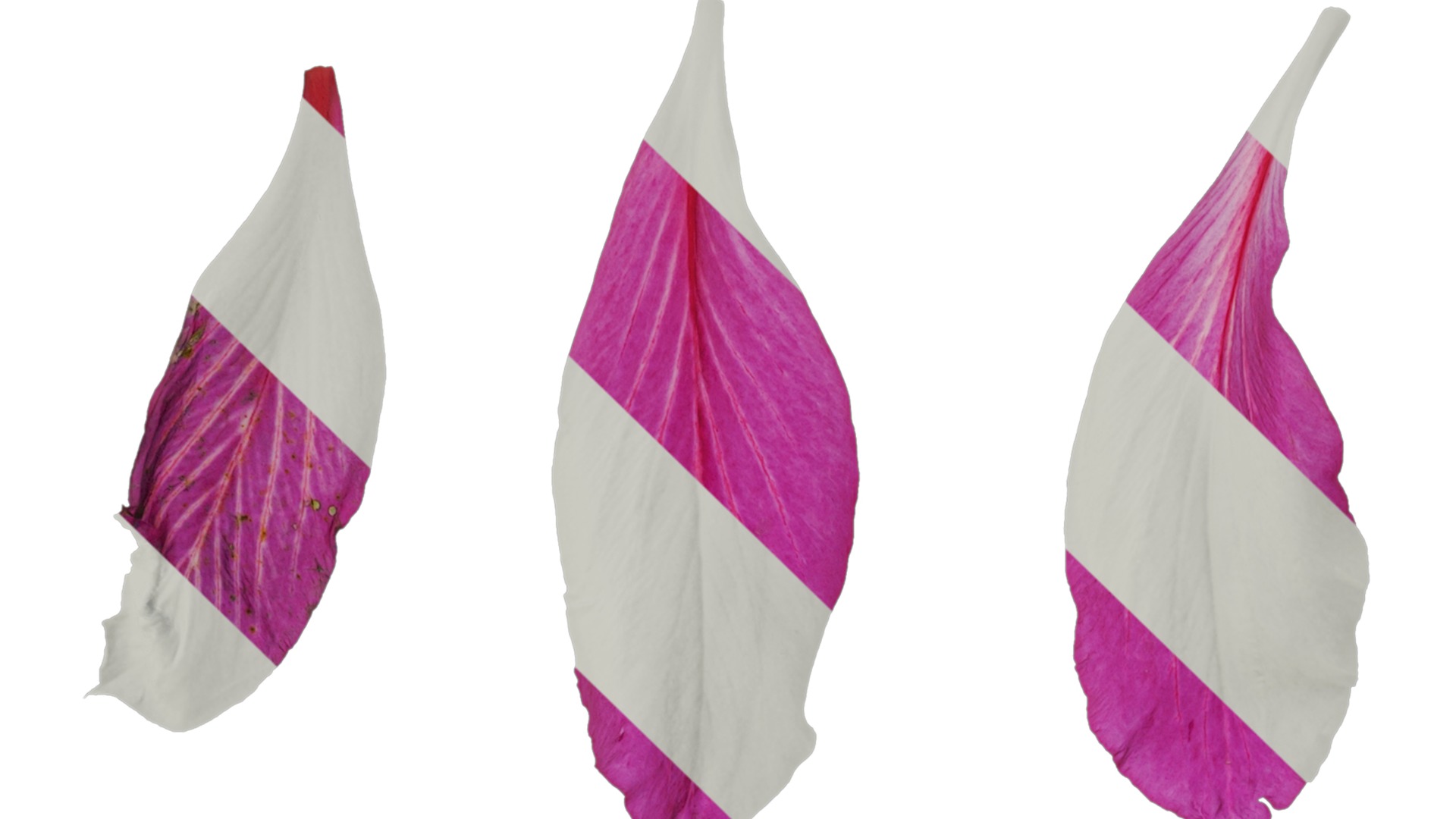 Bauhinia variegata Low-poly 3D model_51