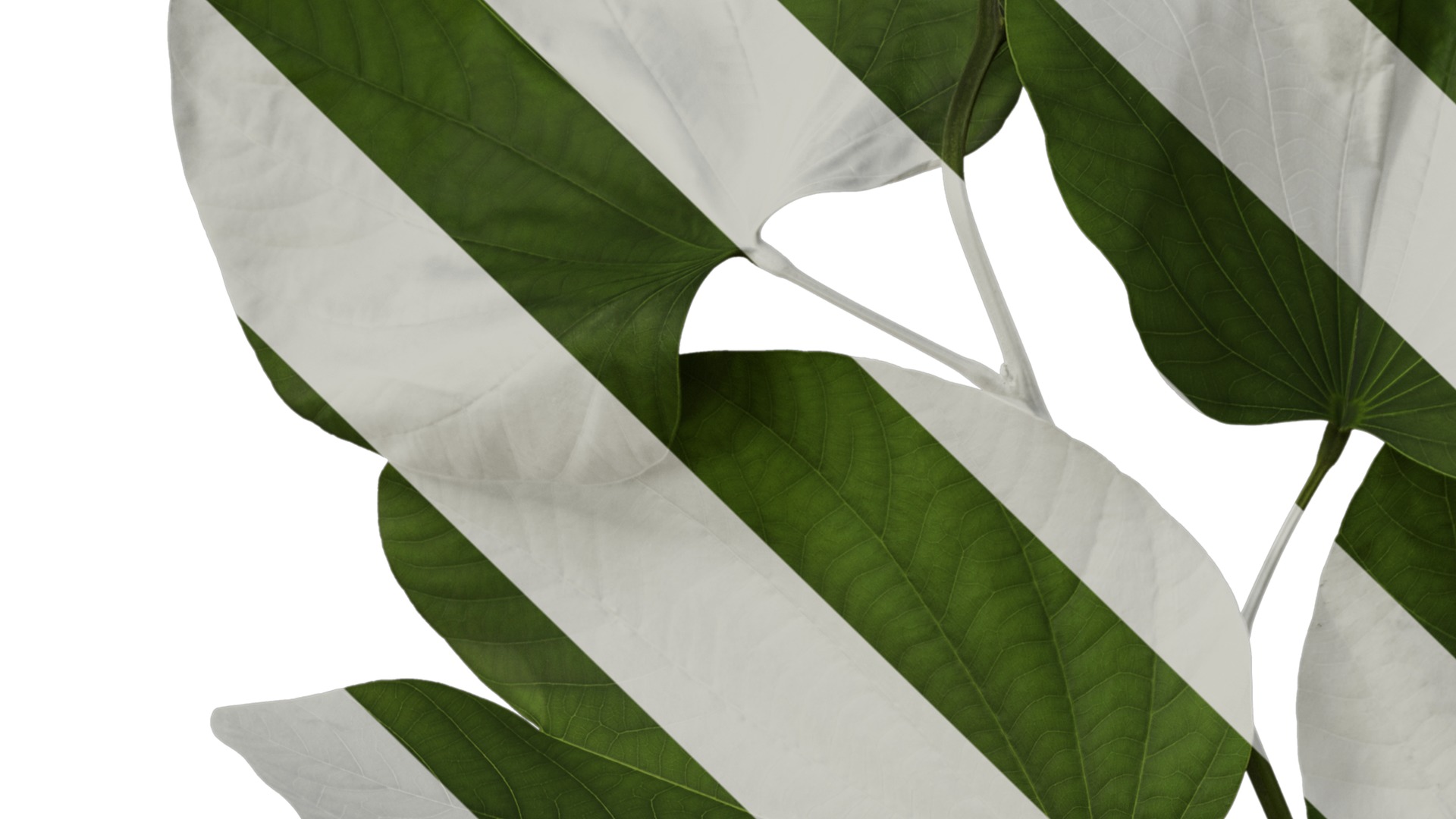 Bauhinia variegata Low-poly 3D model_15