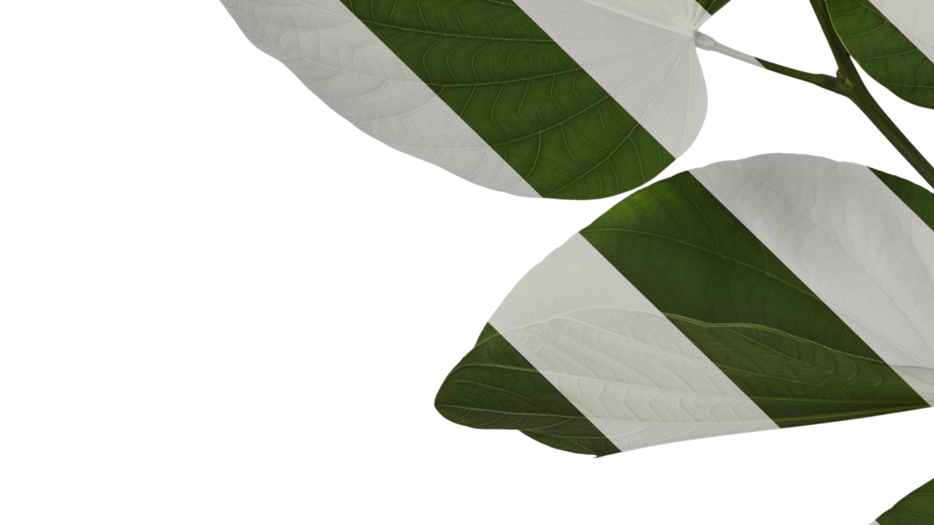 Bauhinia variegata Low-poly 3D model_17