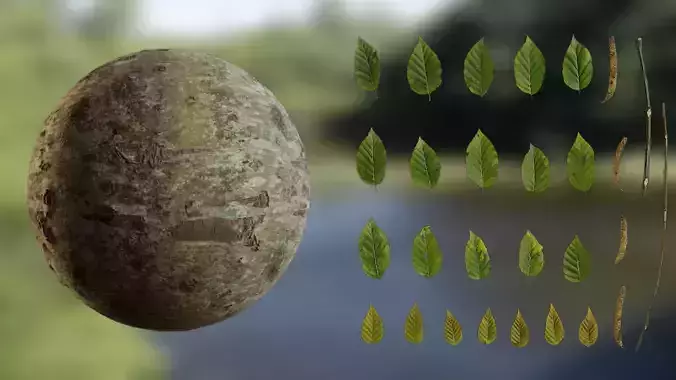 Betula luminifera Low-poly 3D model