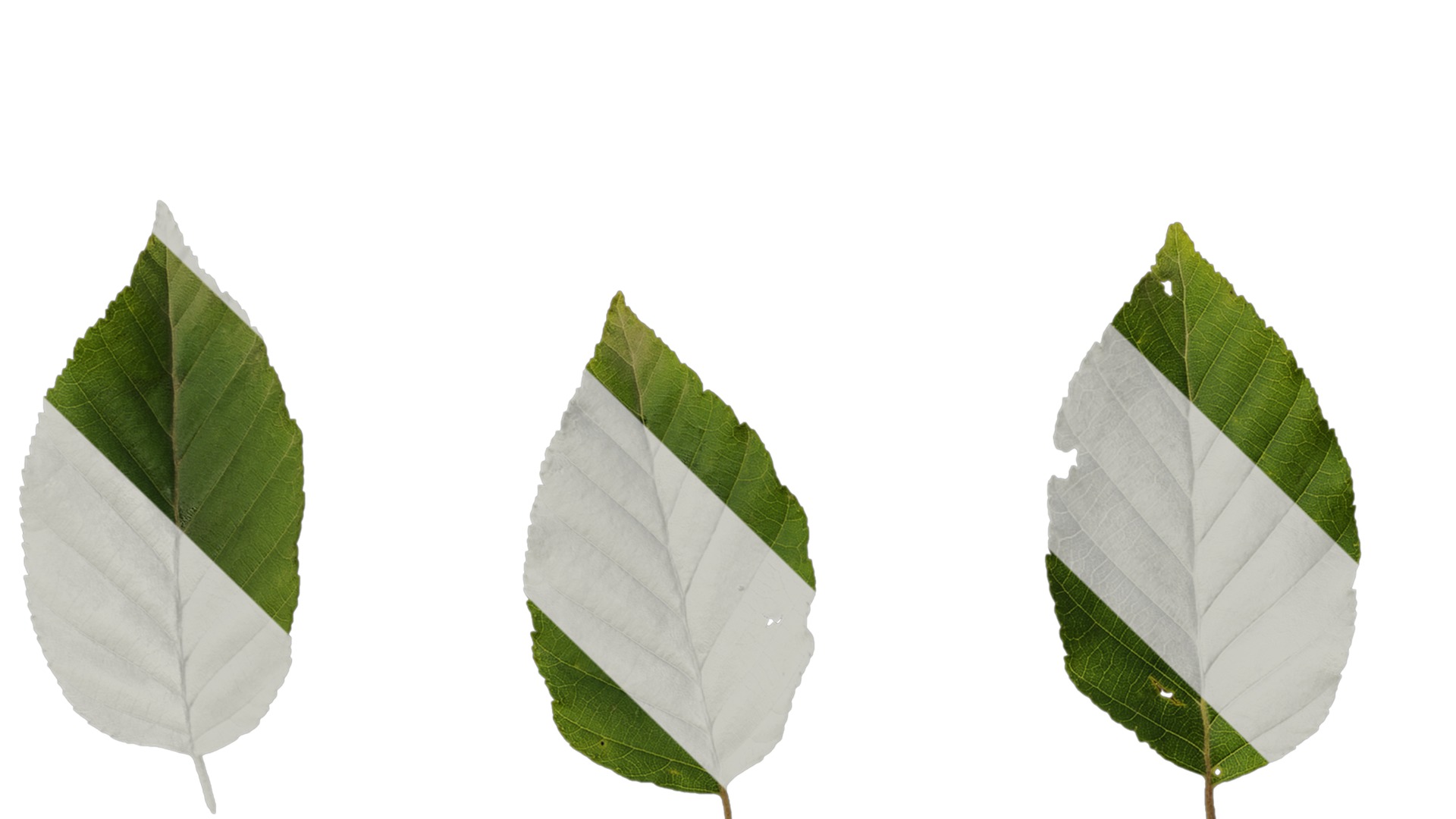Betula luminifera Low-poly 3D model_9