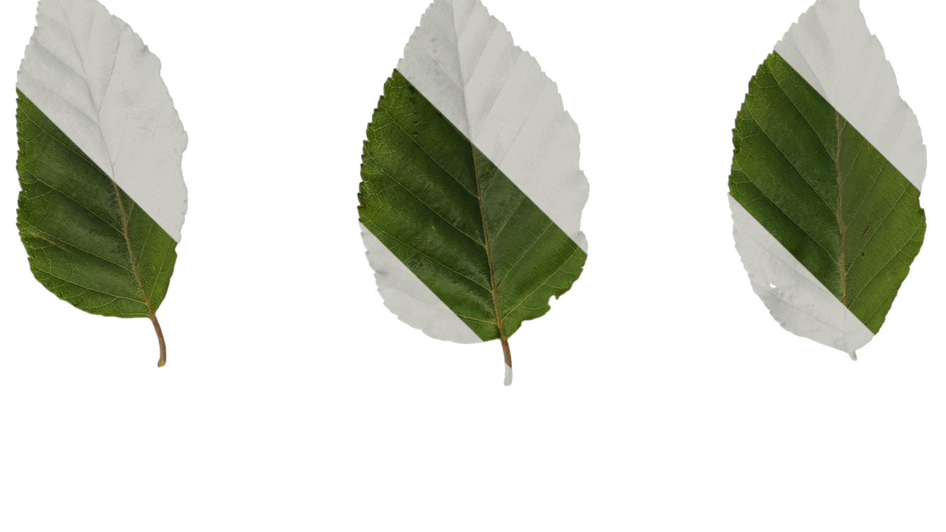 Betula luminifera Low-poly 3D model_7