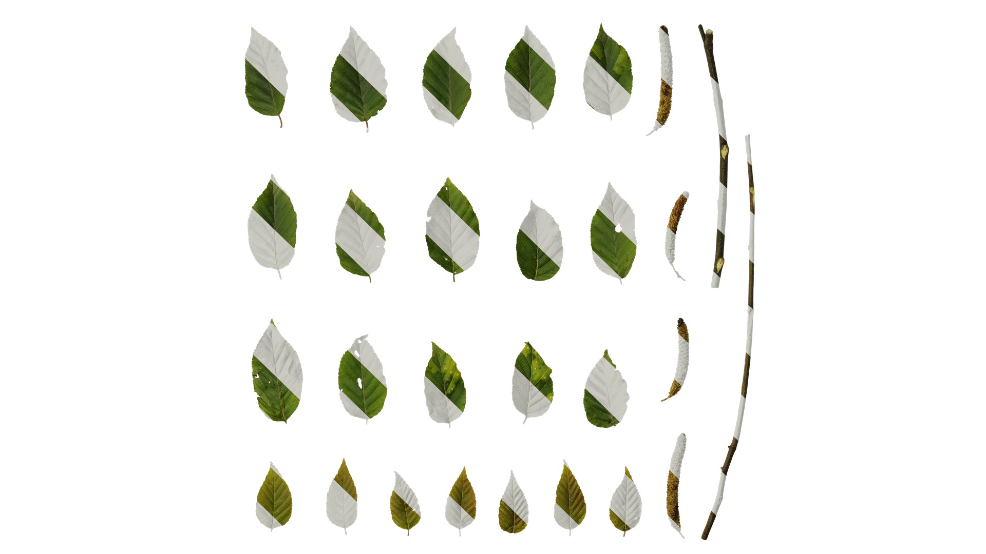 Betula luminifera Low-poly 3D model_6