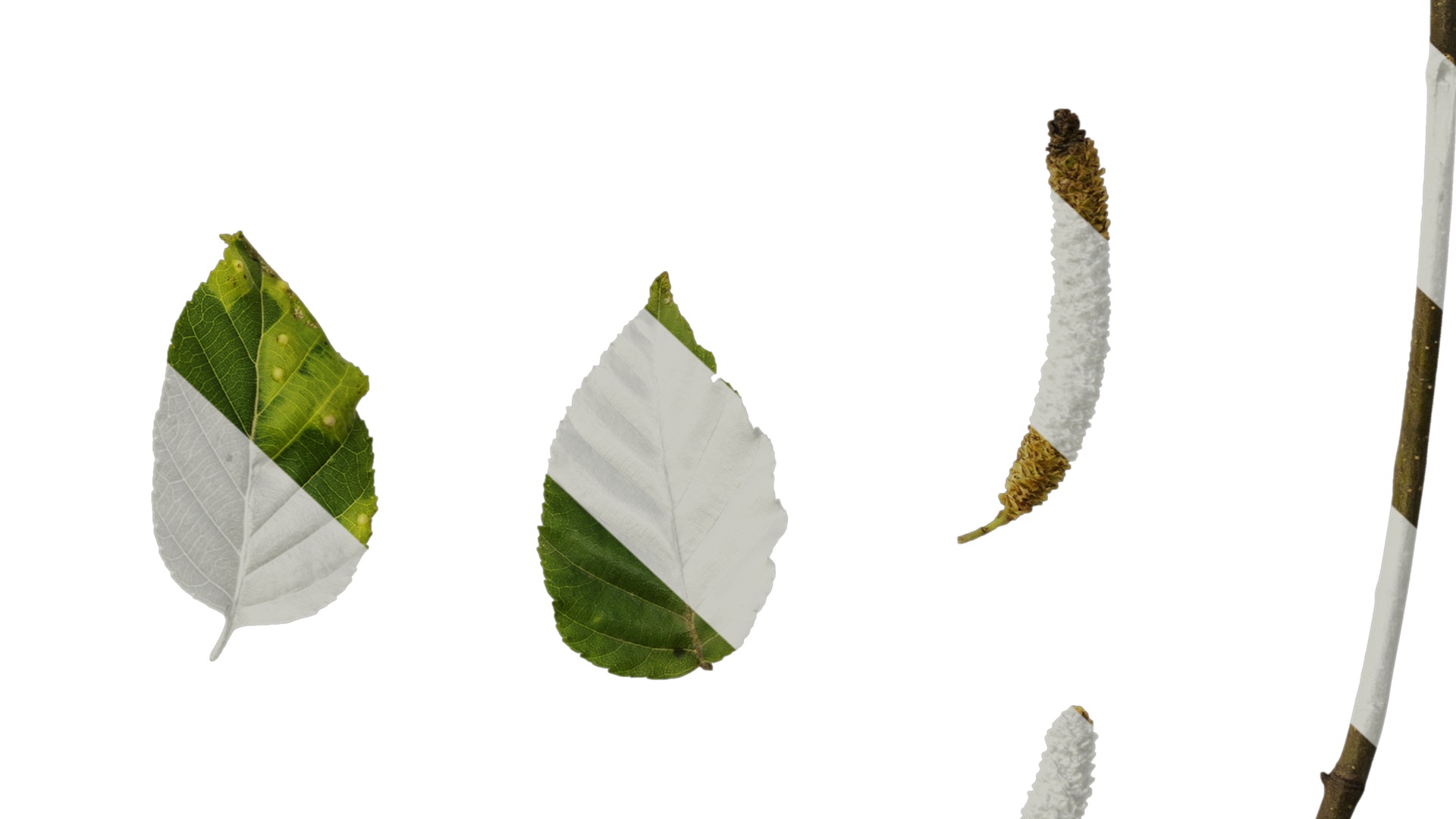 Betula luminifera Low-poly 3D model_12
