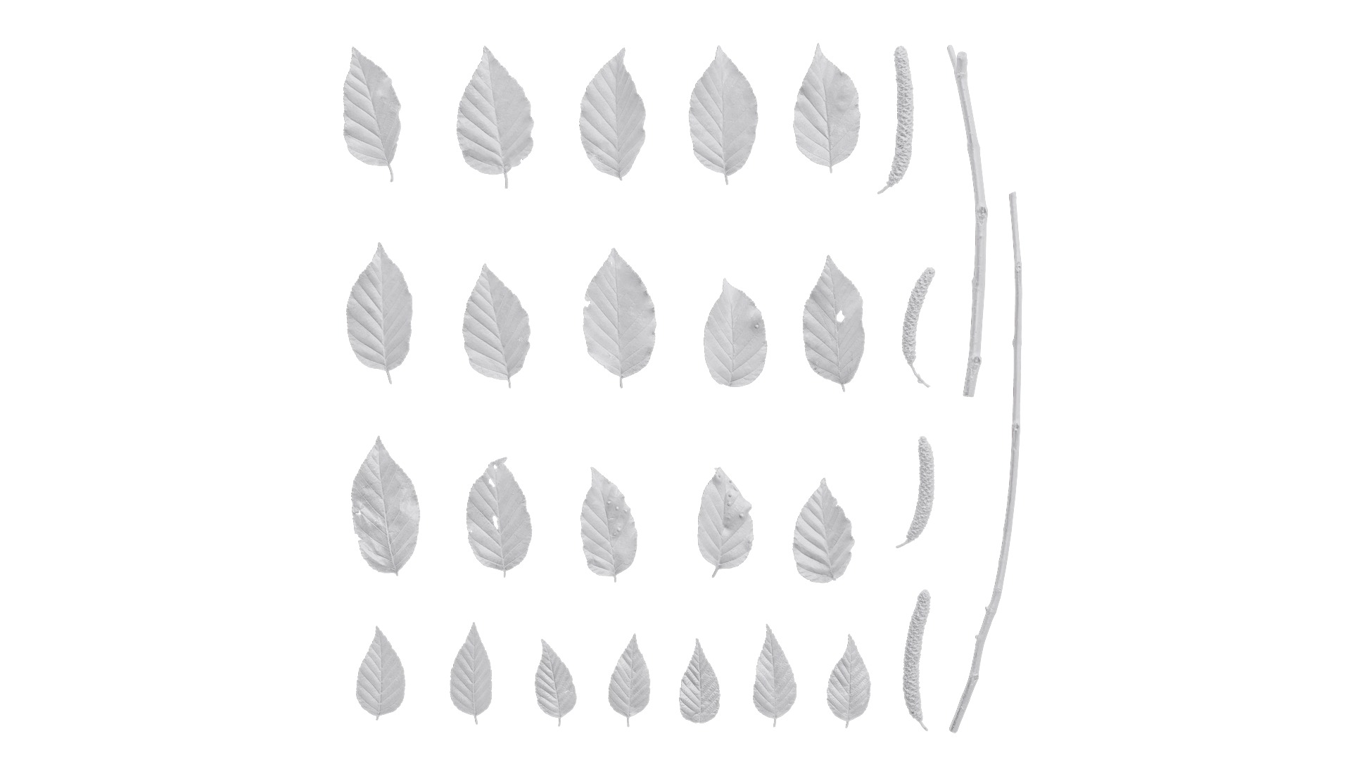 Betula luminifera Low-poly 3D model_5