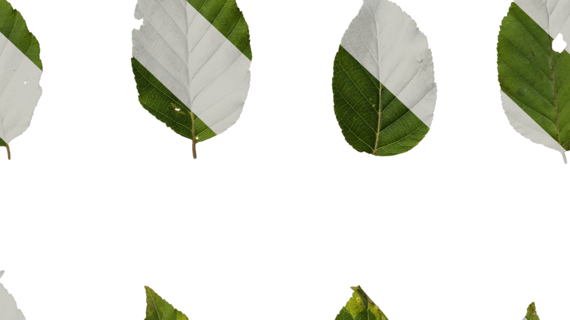 Betula luminifera Low-poly 3D model_13