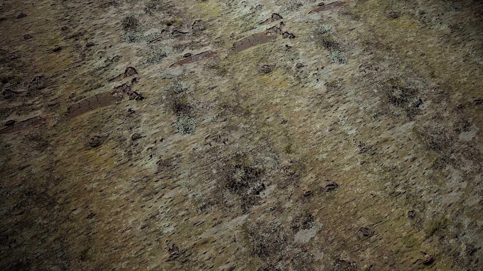 Betula luminifera Low-poly 3D model_2