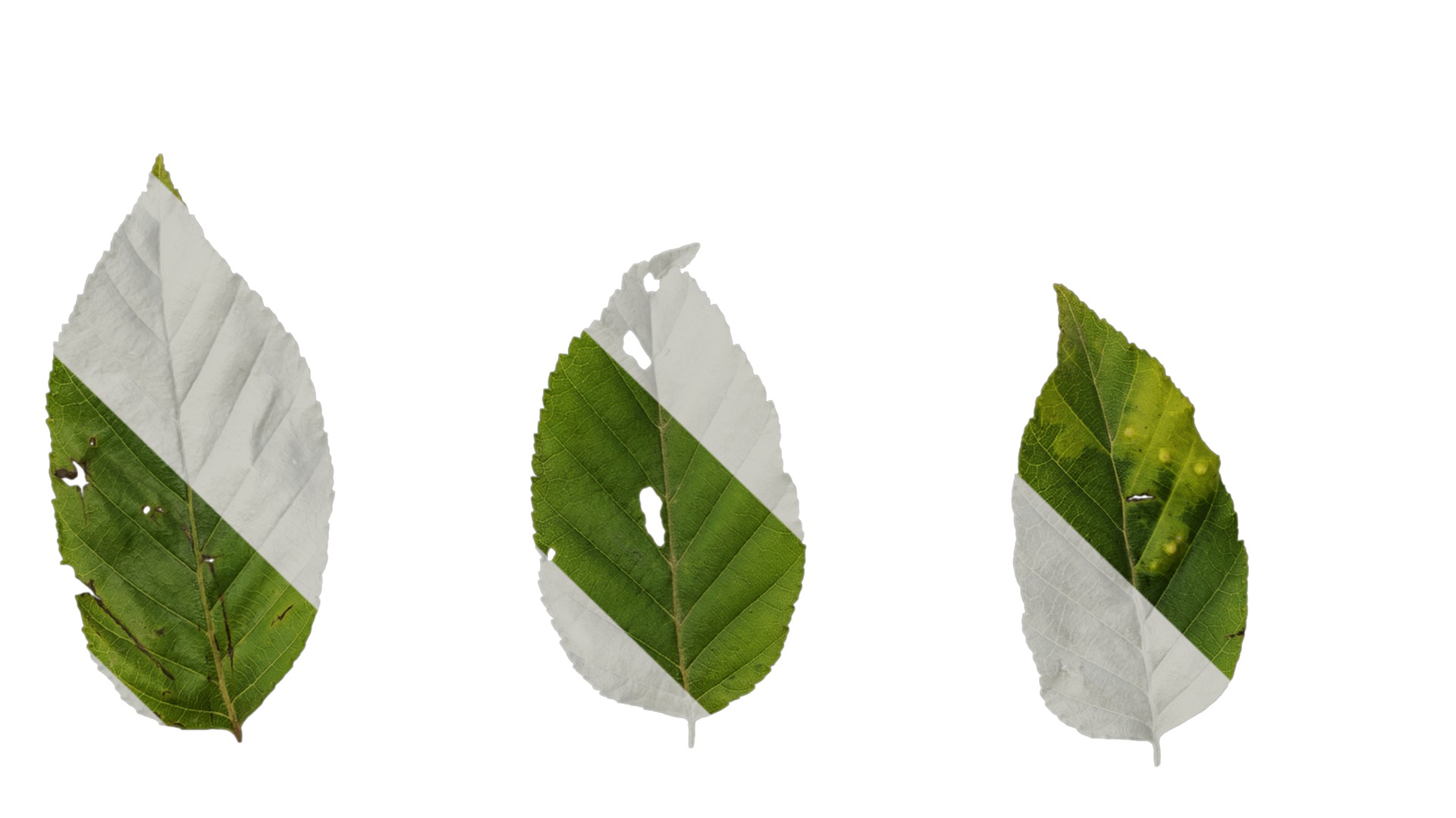 Betula luminifera Low-poly 3D model_11