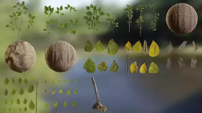 Broussonetia papyrifera