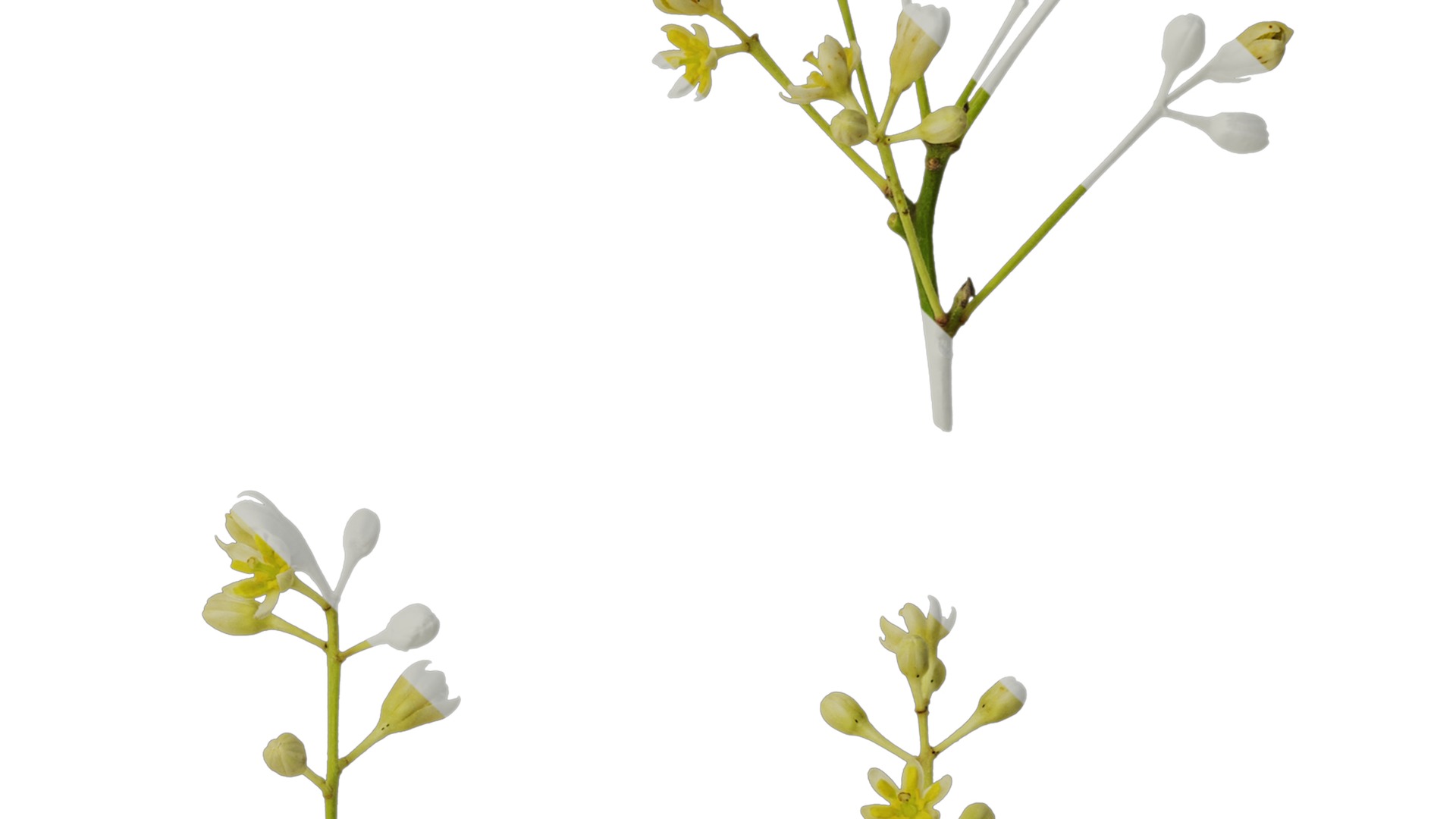 Cinnamomum burmannii Low-poly 3D model_54