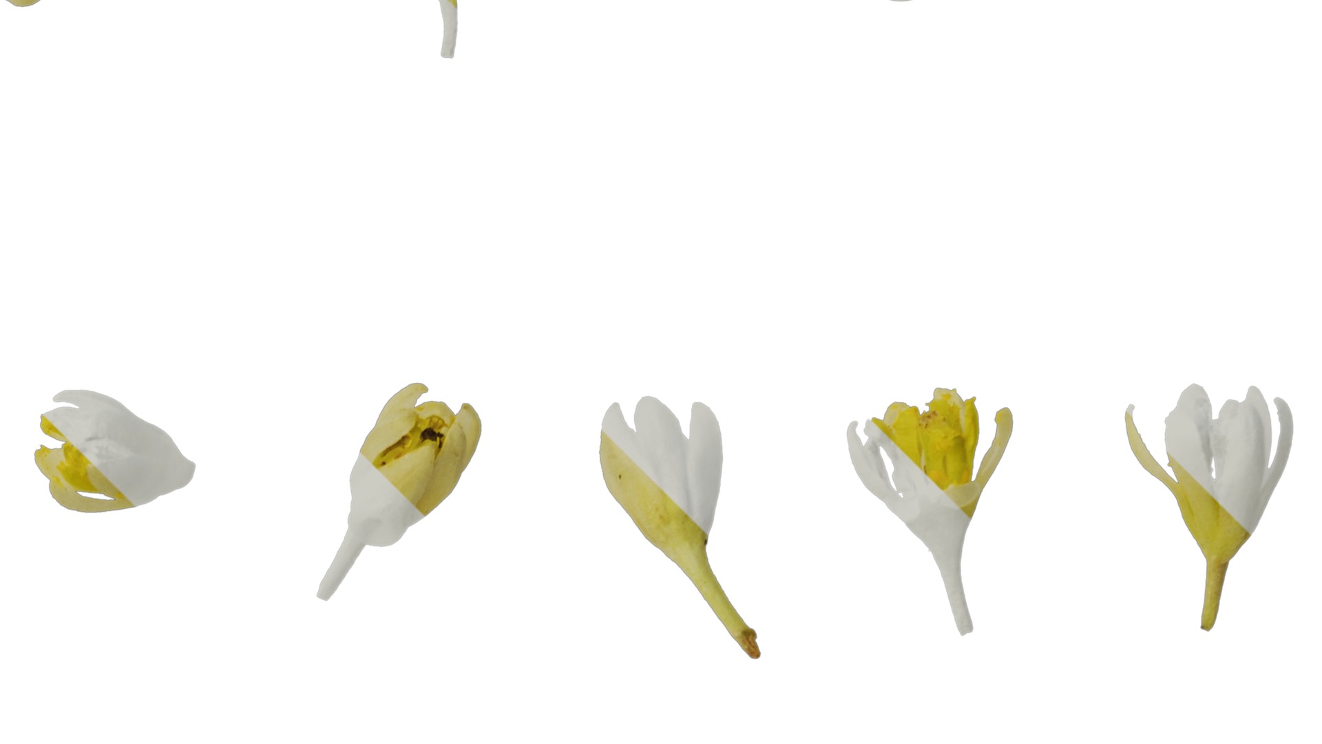 Cinnamomum burmannii Low-poly 3D model_43