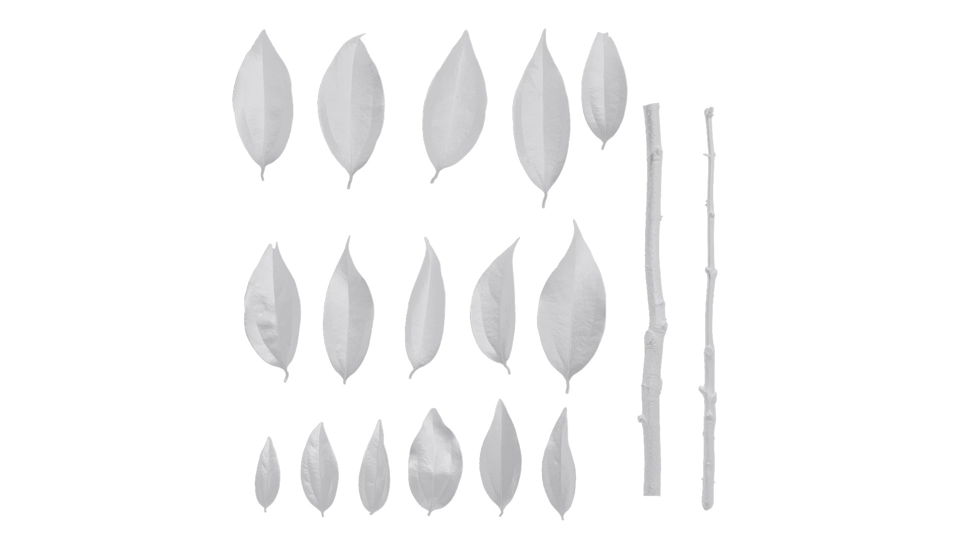 Cinnamomum burmannii Low-poly 3D model_69