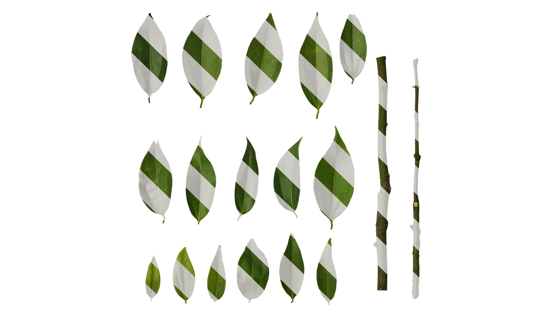 Cinnamomum burmannii Low-poly 3D model_70