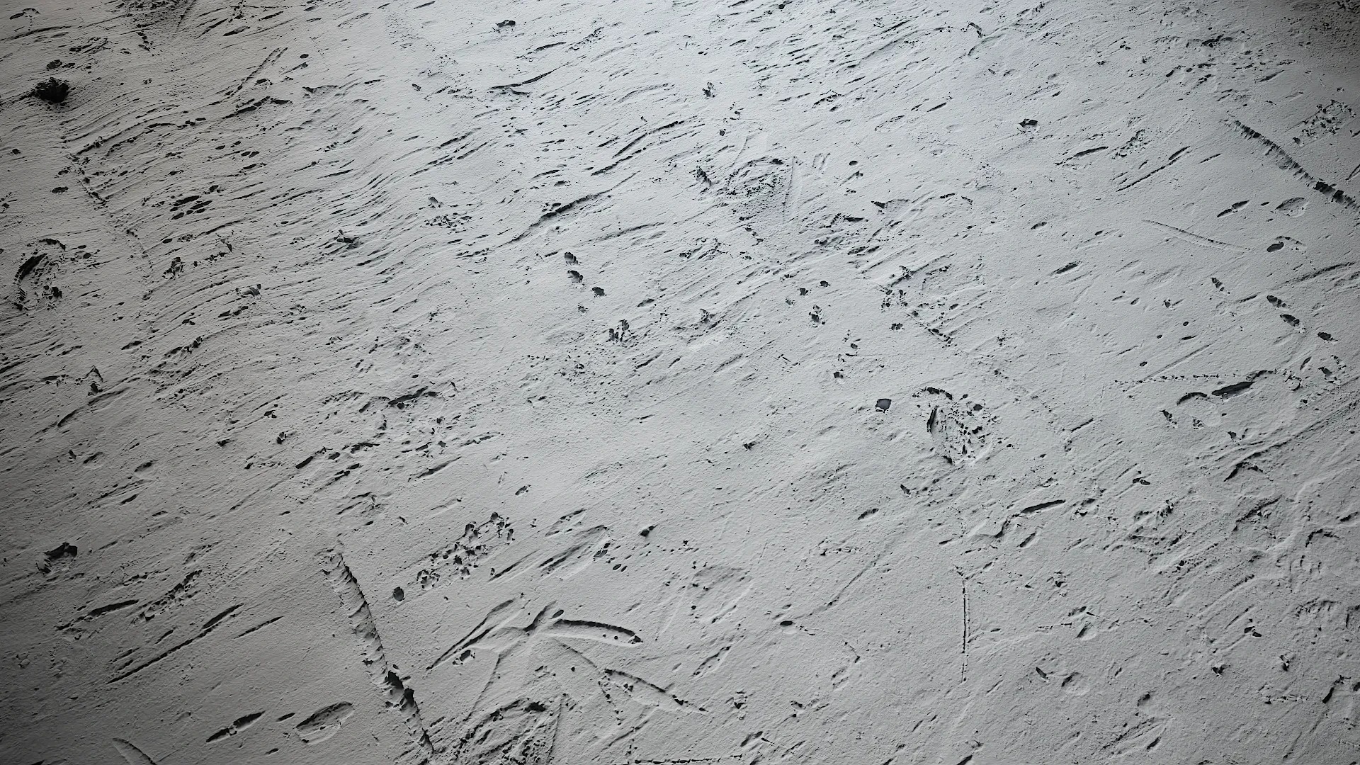 Cinnamomum burmannii Low-poly 3D model_37