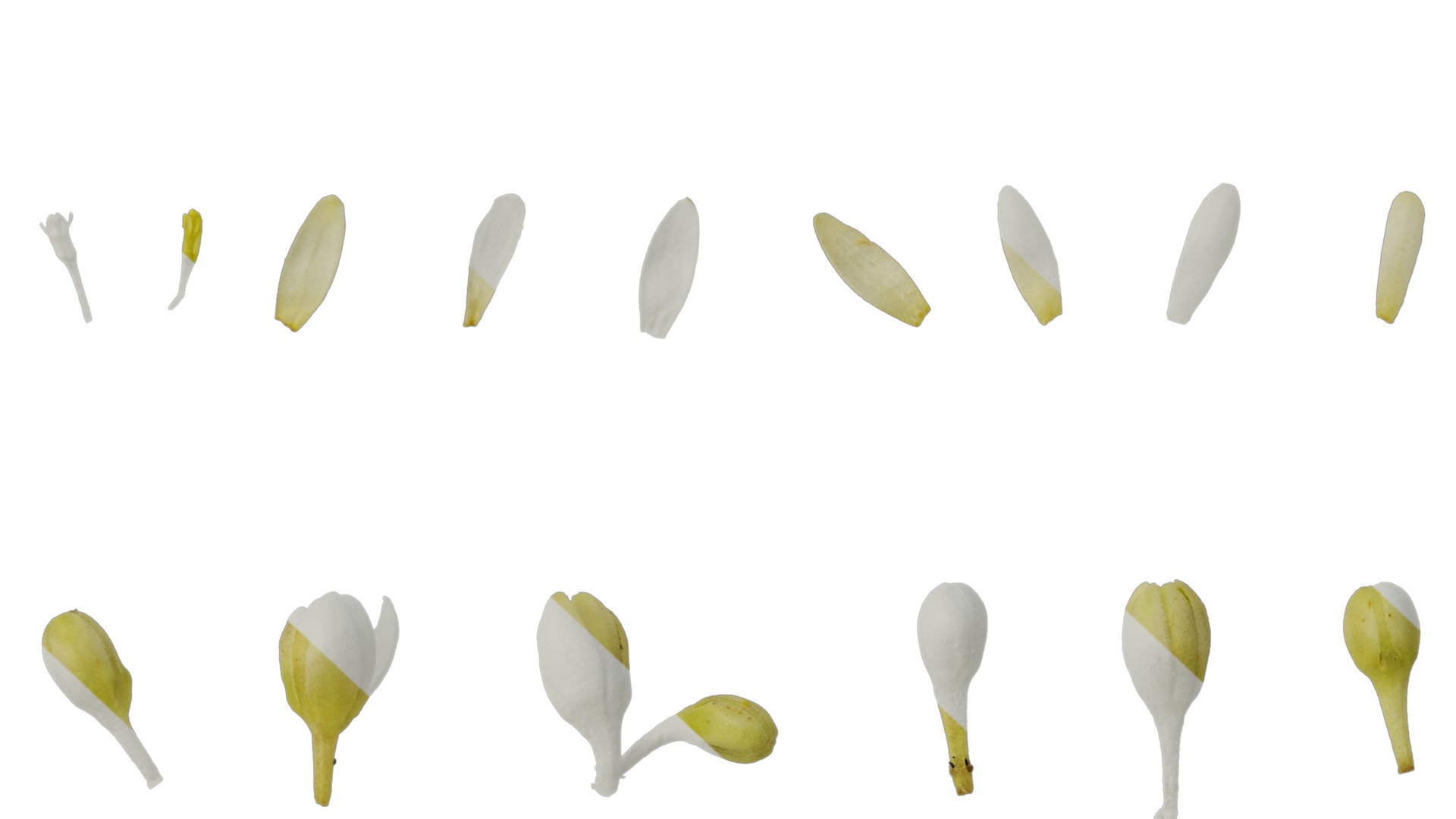 Cinnamomum burmannii Low-poly 3D model_48