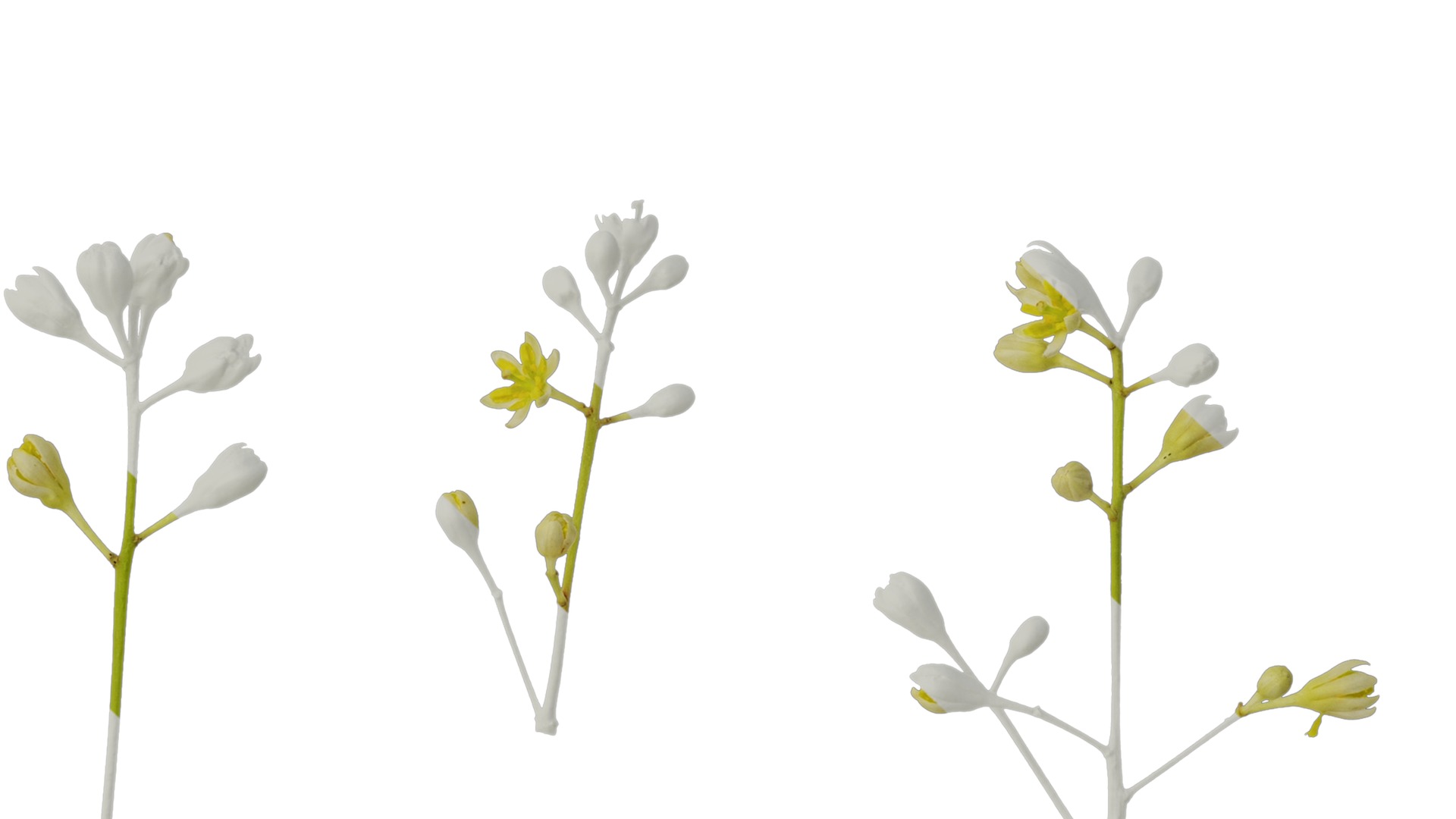 Cinnamomum burmannii Low-poly 3D model_57