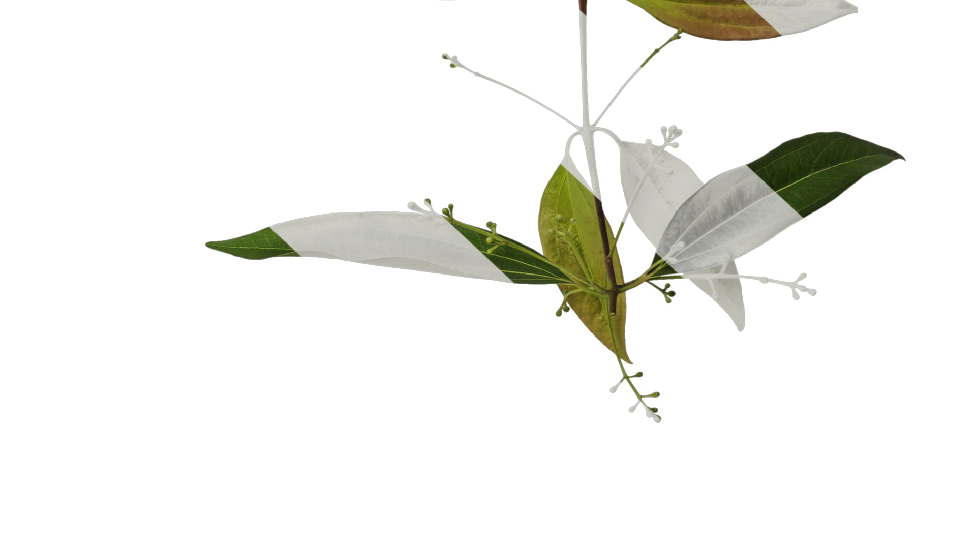 Cinnamomum burmannii Low-poly 3D model_8