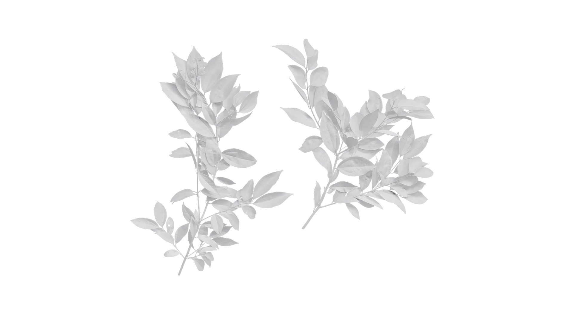 Cinnamomum burmannii Low-poly 3D model_21