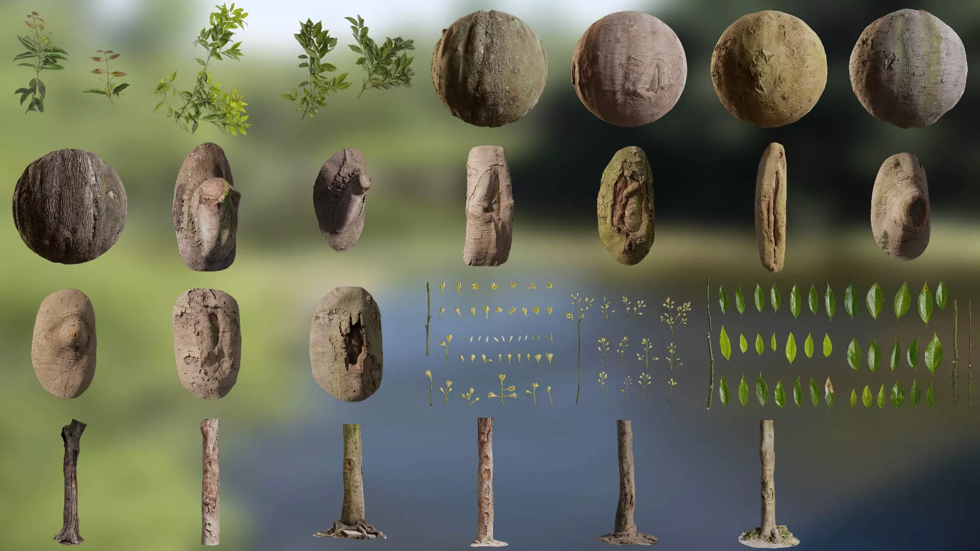 Cinnamomum burmannii Low-poly 3D model_0