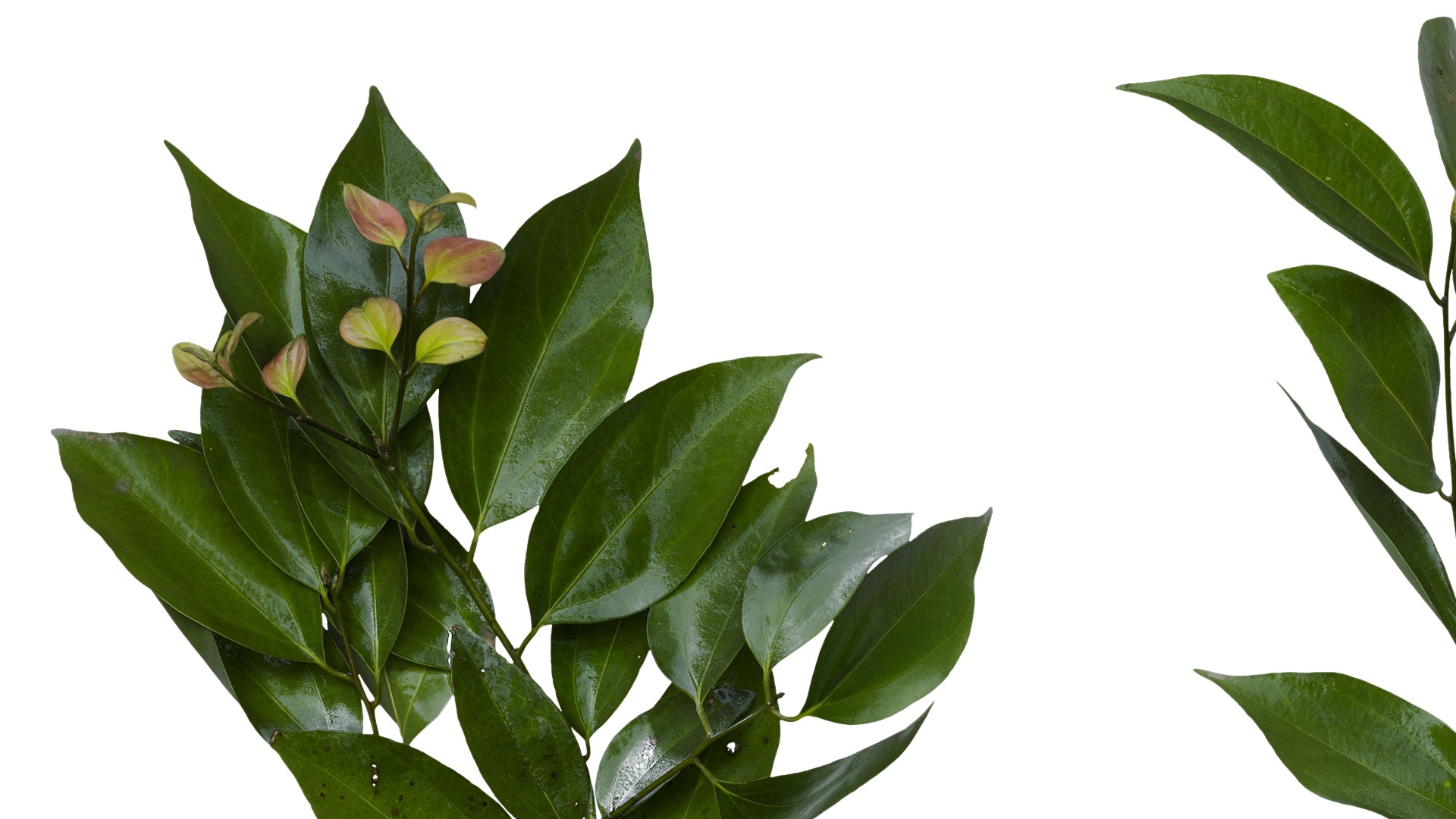 Cinnamomum burmannii Low-poly 3D model_20