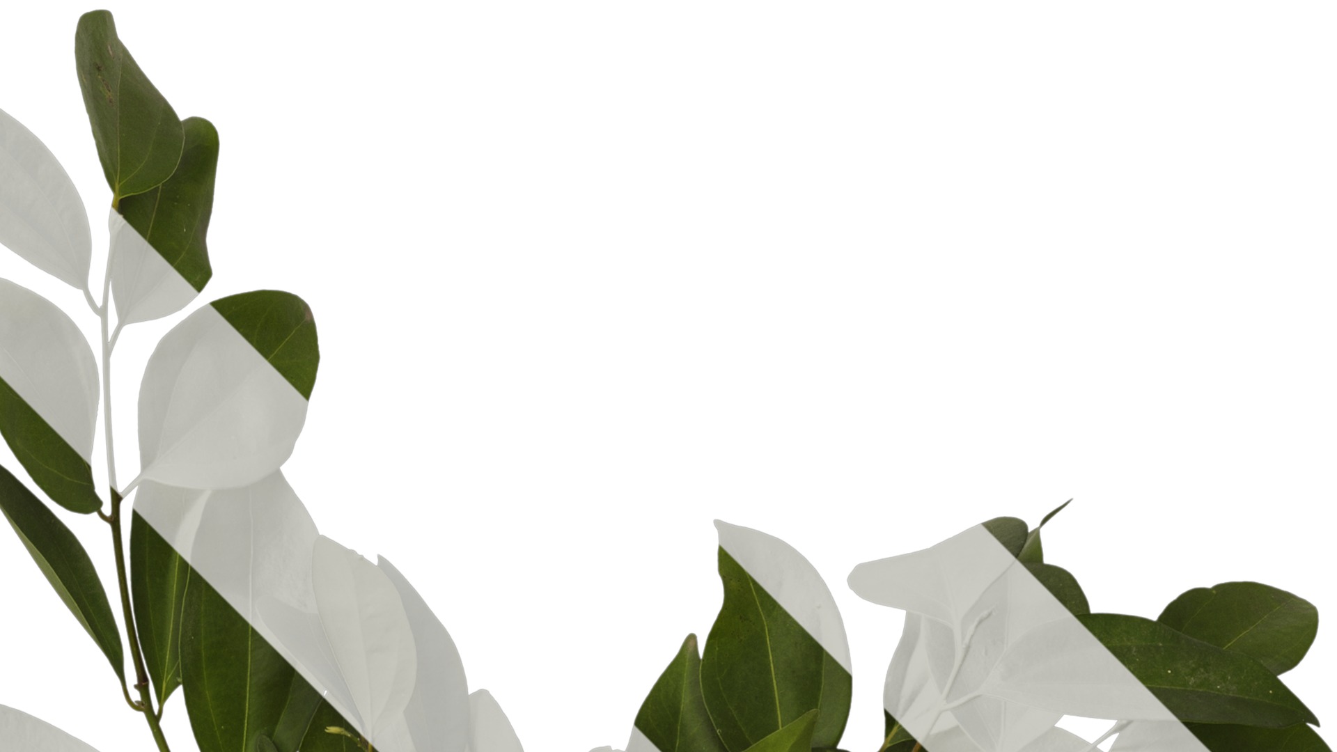 Cinnamomum burmannii Low-poly 3D model_24