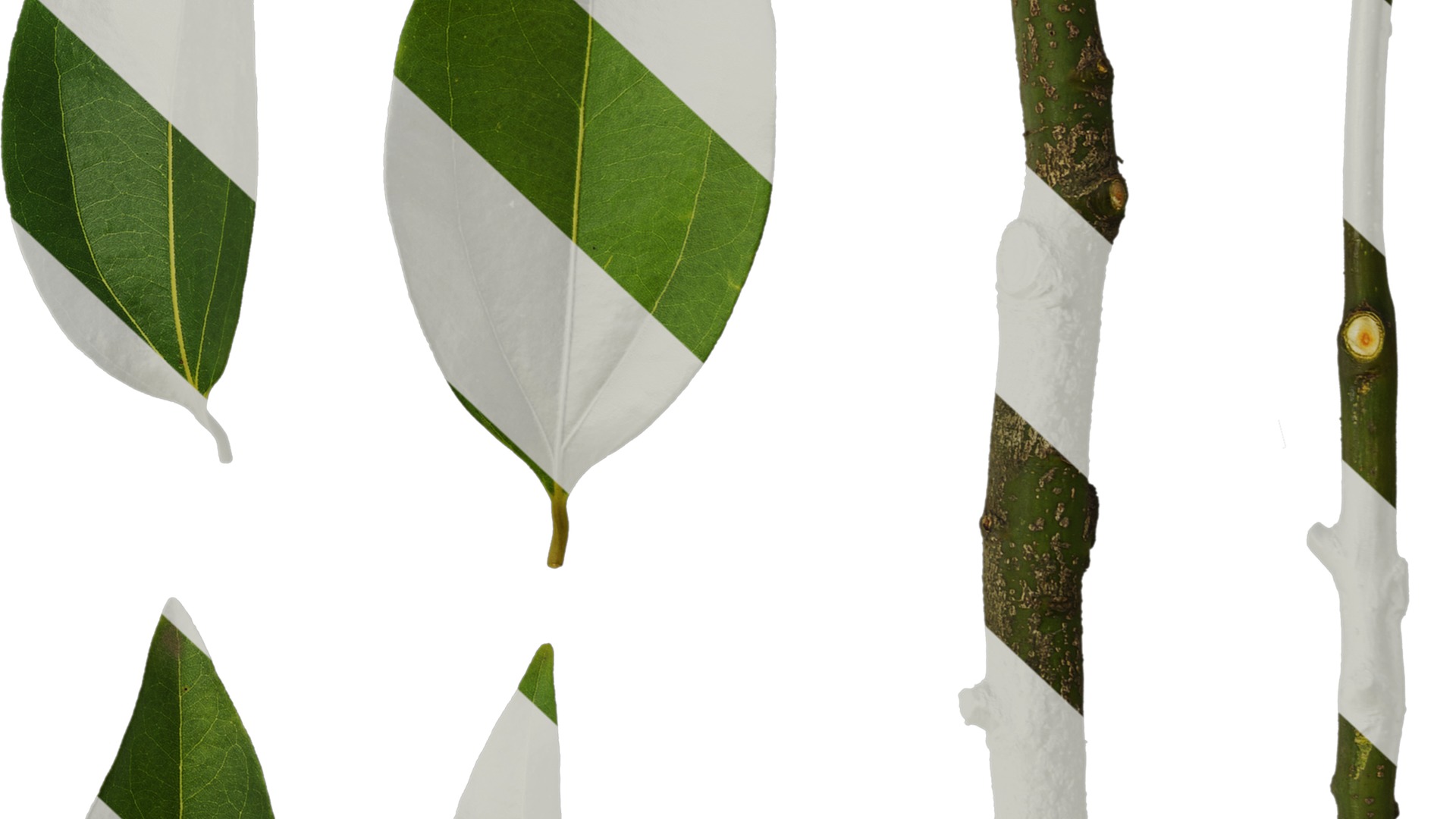 Cinnamomum burmannii Low-poly 3D model_76