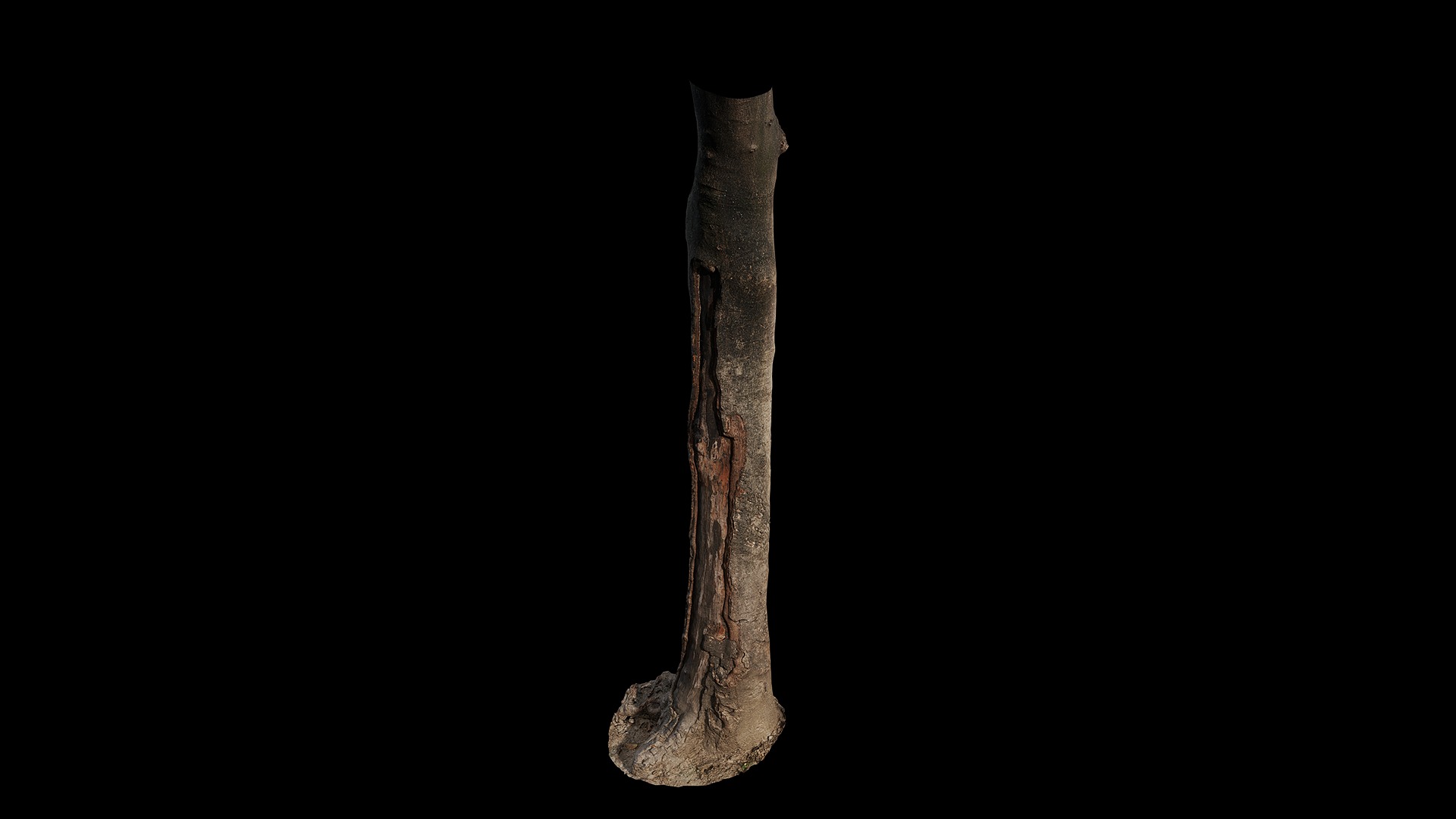 Cinnamomum burmannii Low-poly 3D model_78